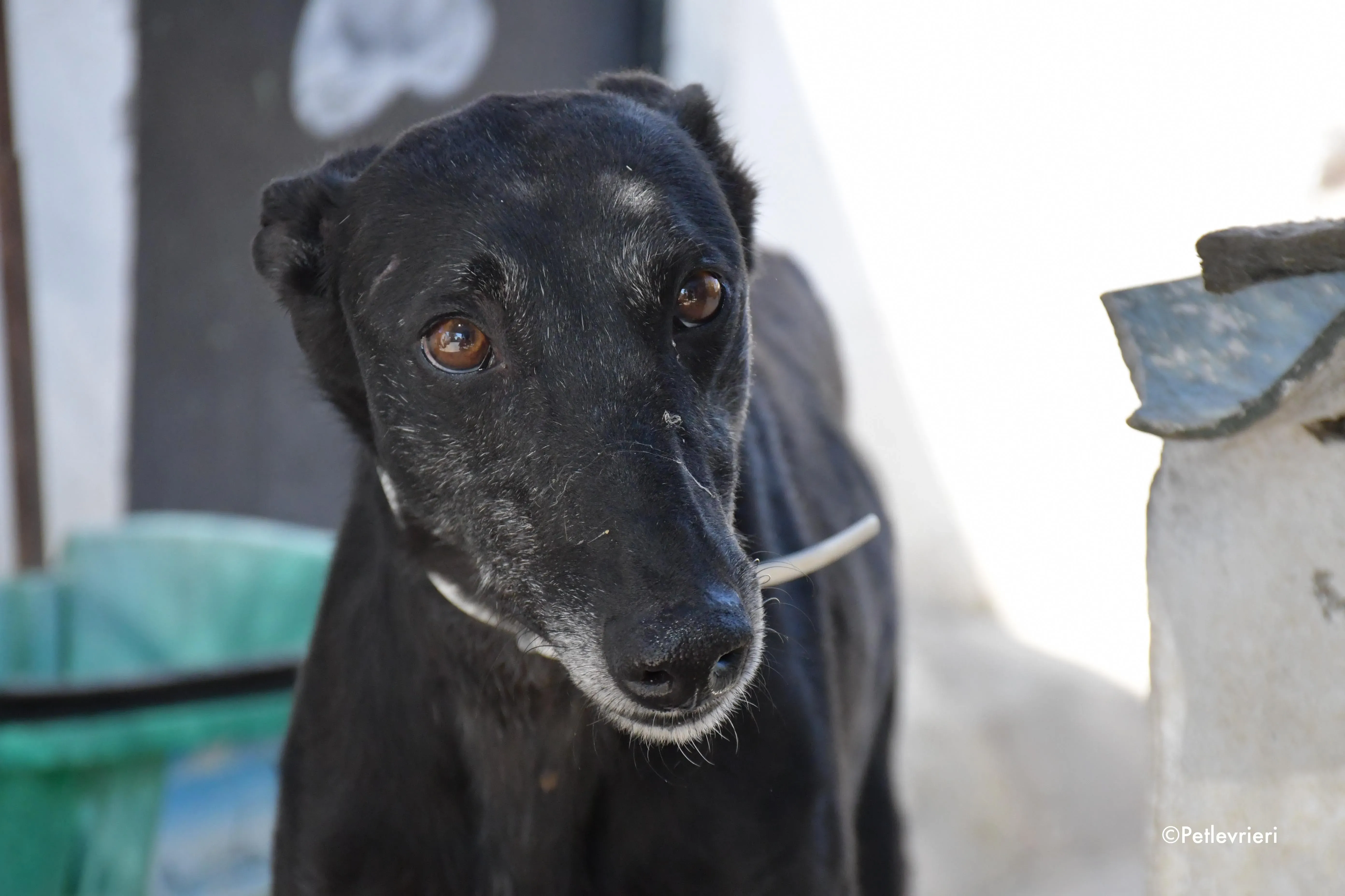 valentin adozione levrieri galgo 19