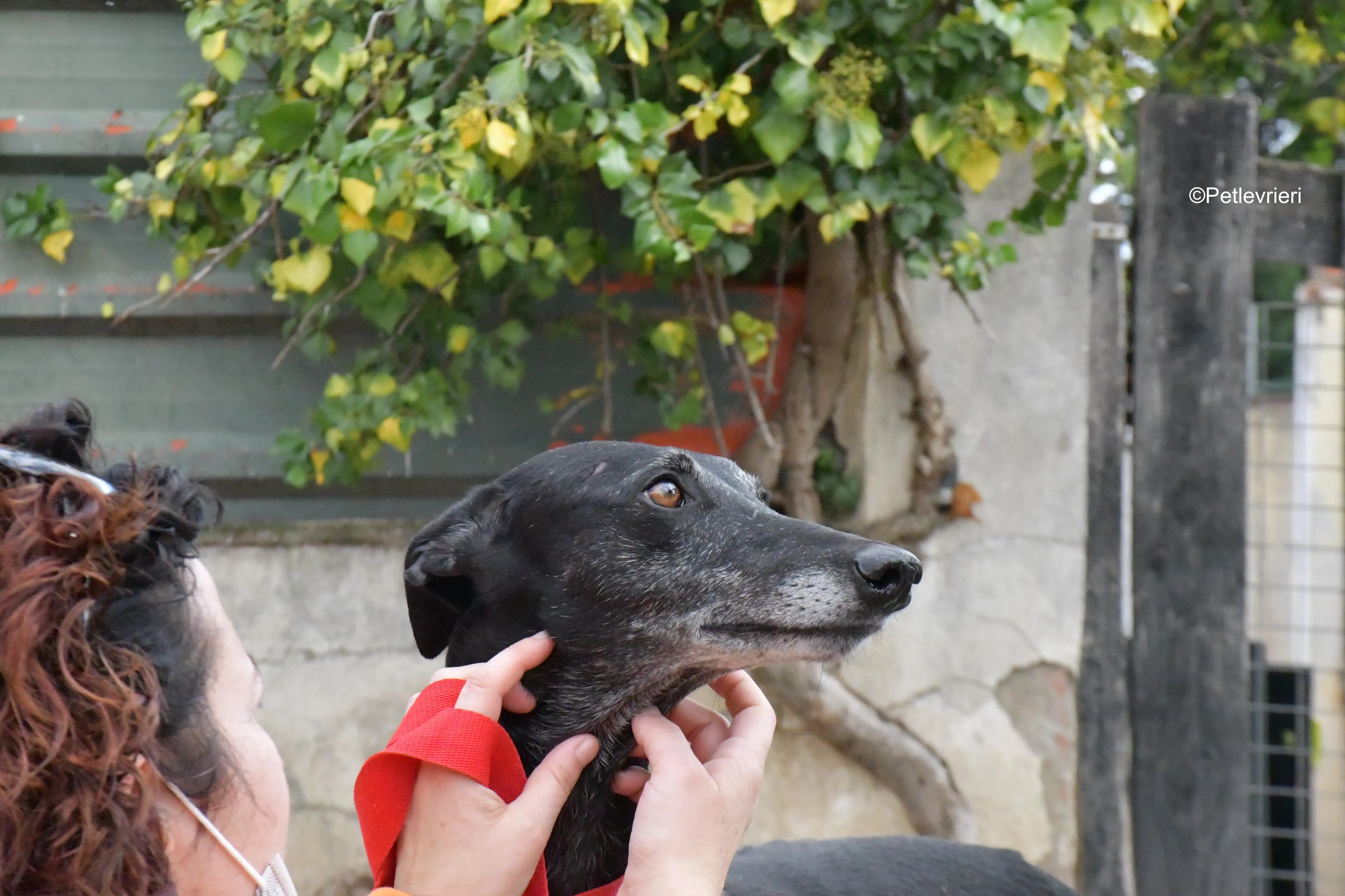 valentin adozione levrieri galgo 2 1