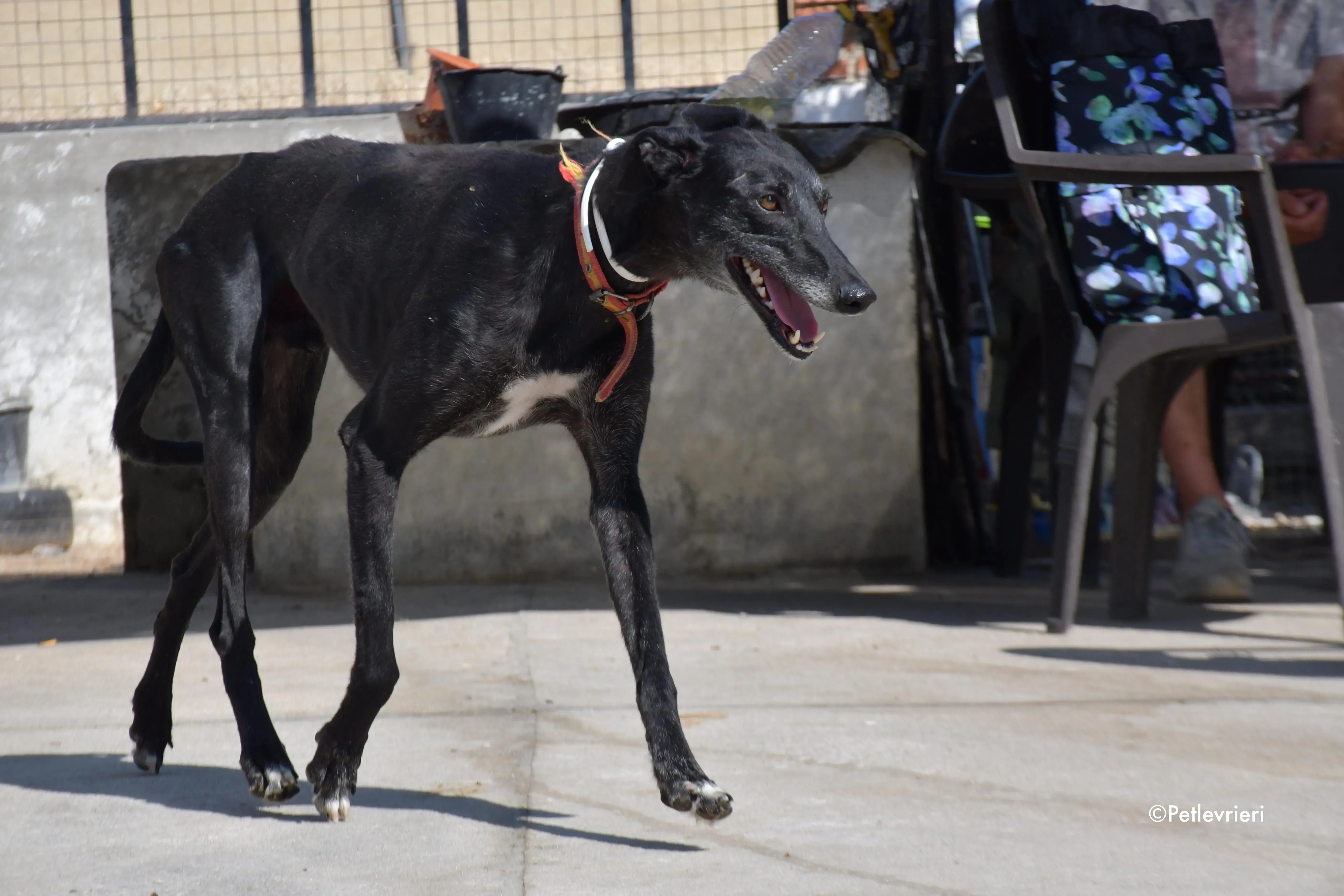 valentin adozione levrieri galgo 2