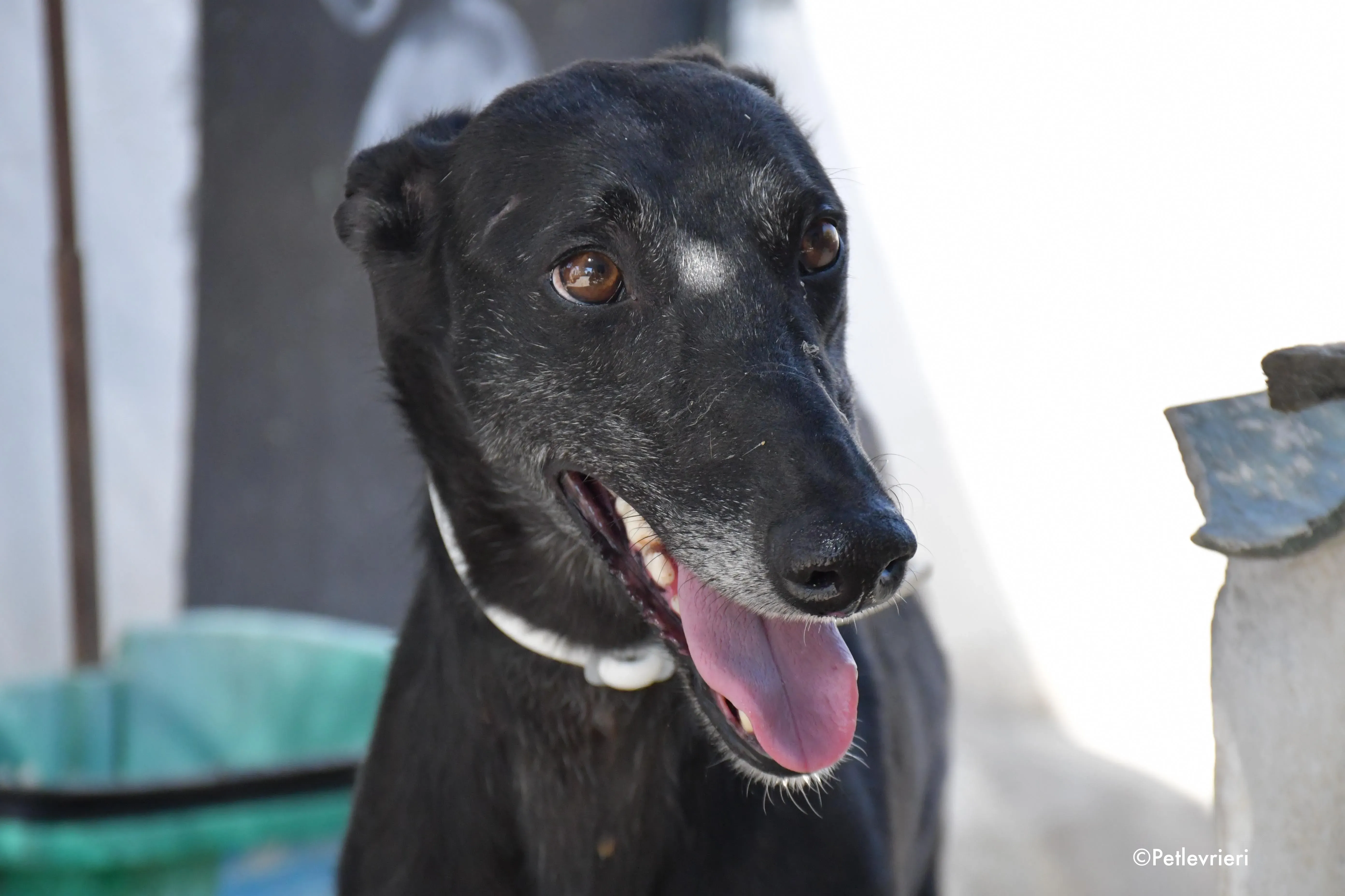 valentin adozione levrieri galgo 20