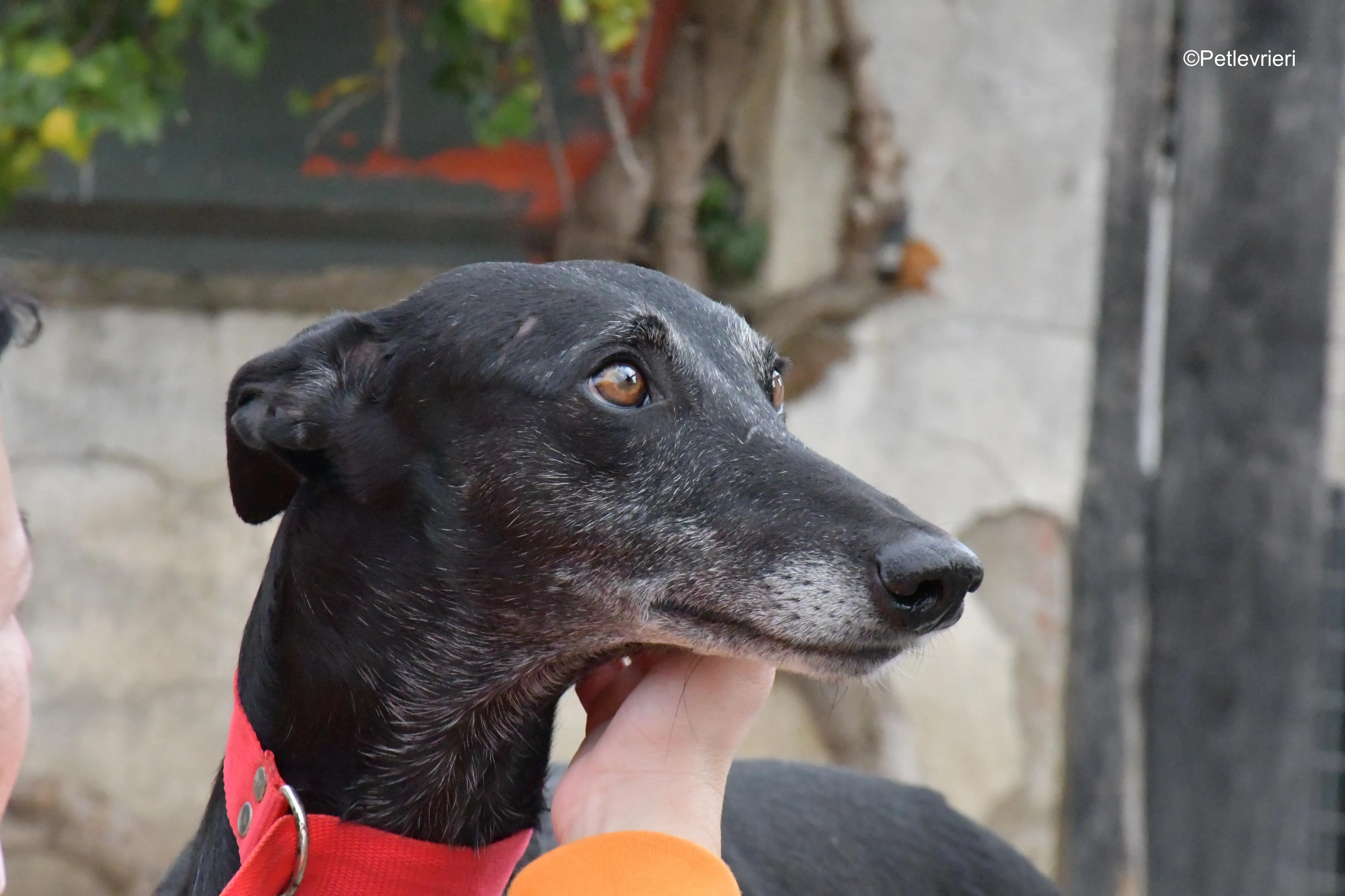 valentin adozione levrieri galgo 3 1