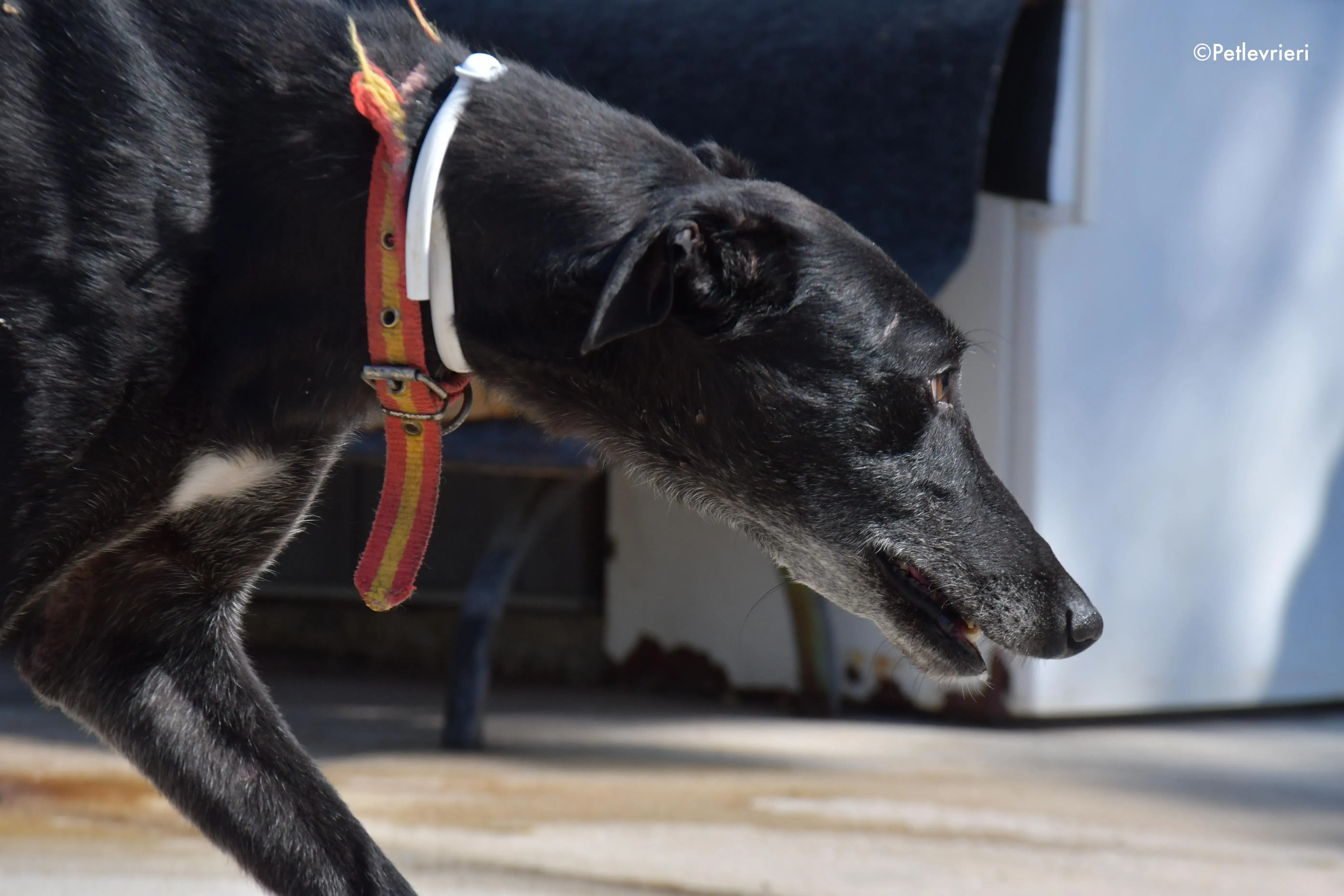 valentin adozione levrieri galgo 3