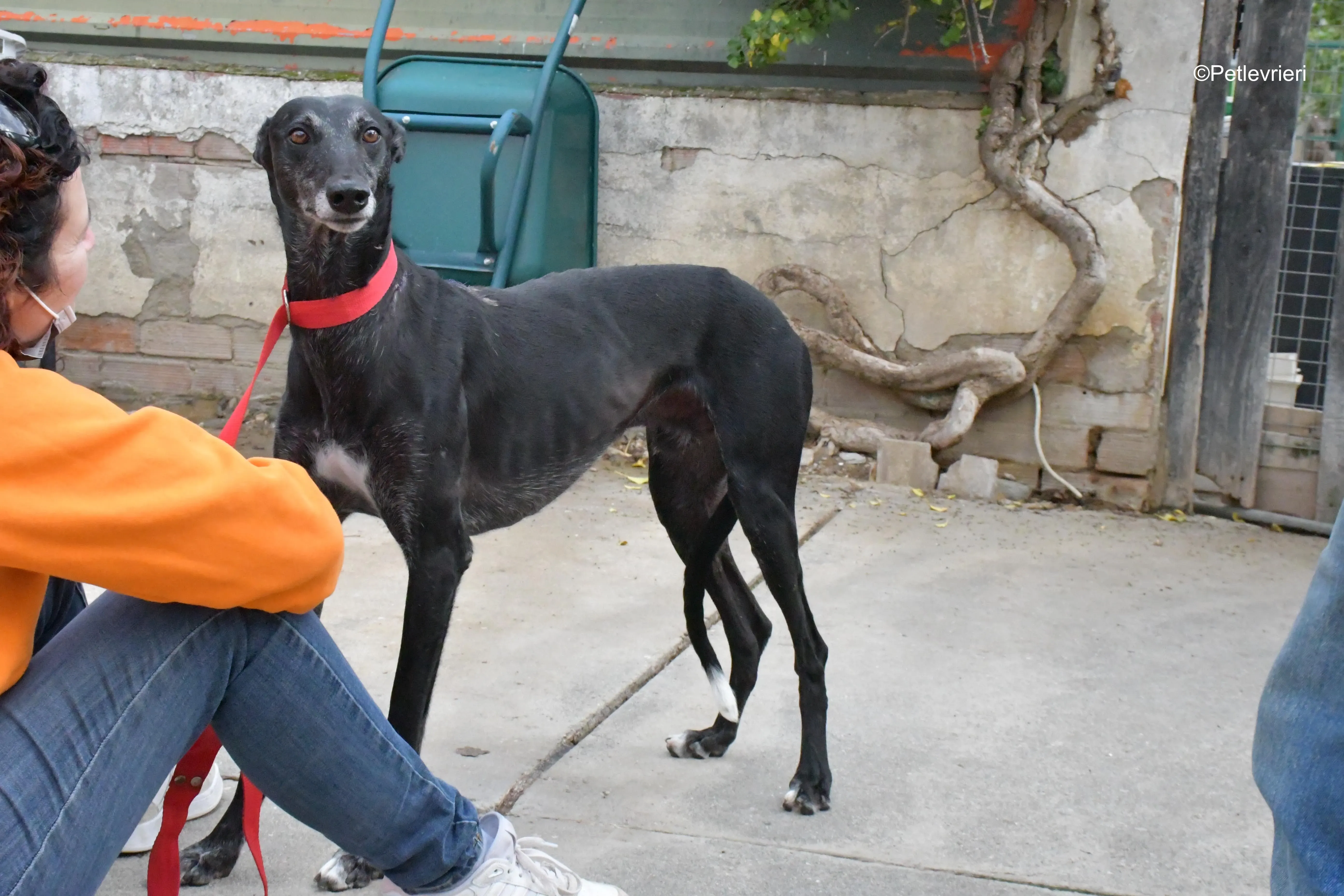 valentin adozione levrieri galgo 4 1