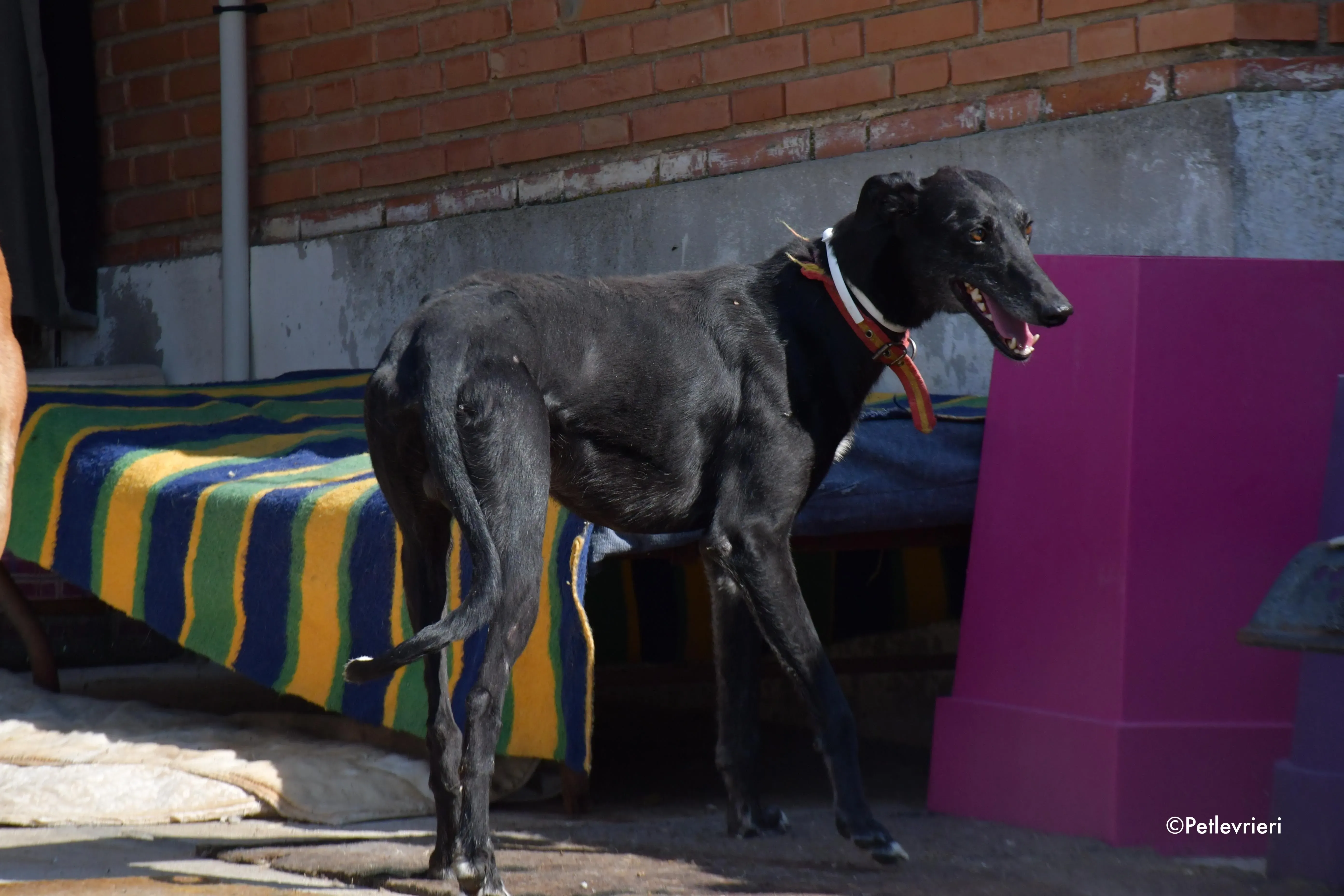 valentin adozione levrieri galgo 4