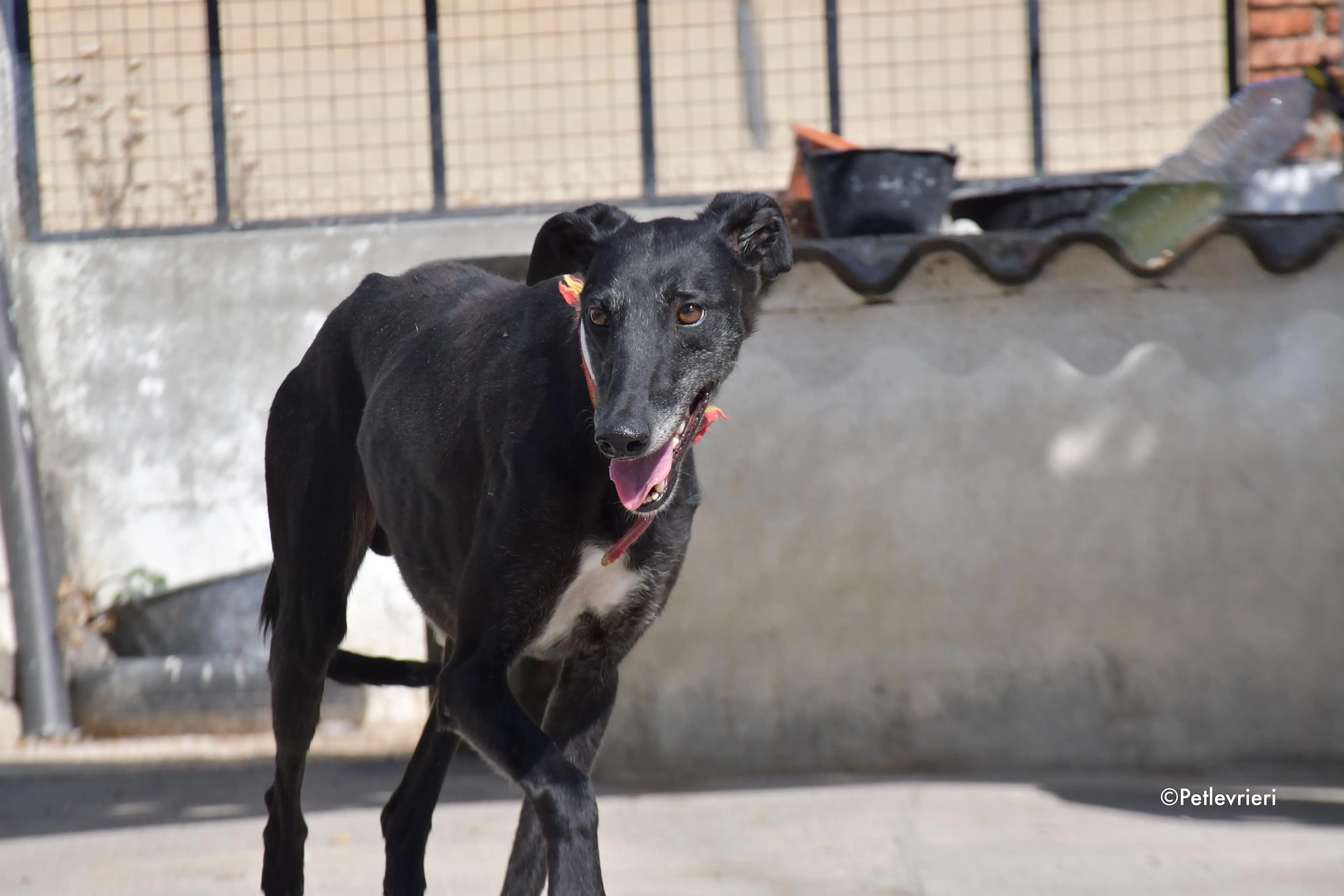 valentin adozione levrieri galgo 5