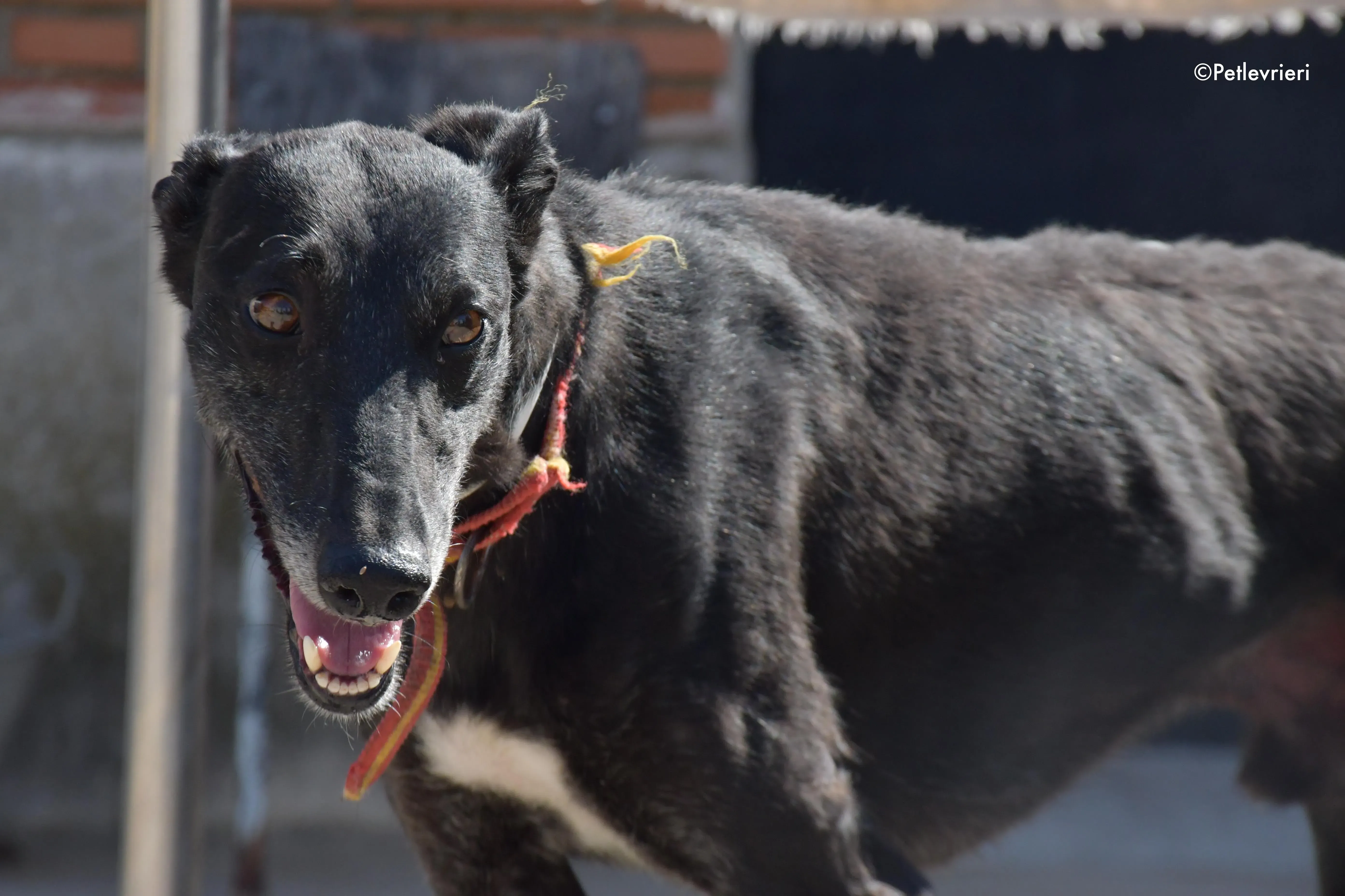 valentin adozione levrieri galgo 6