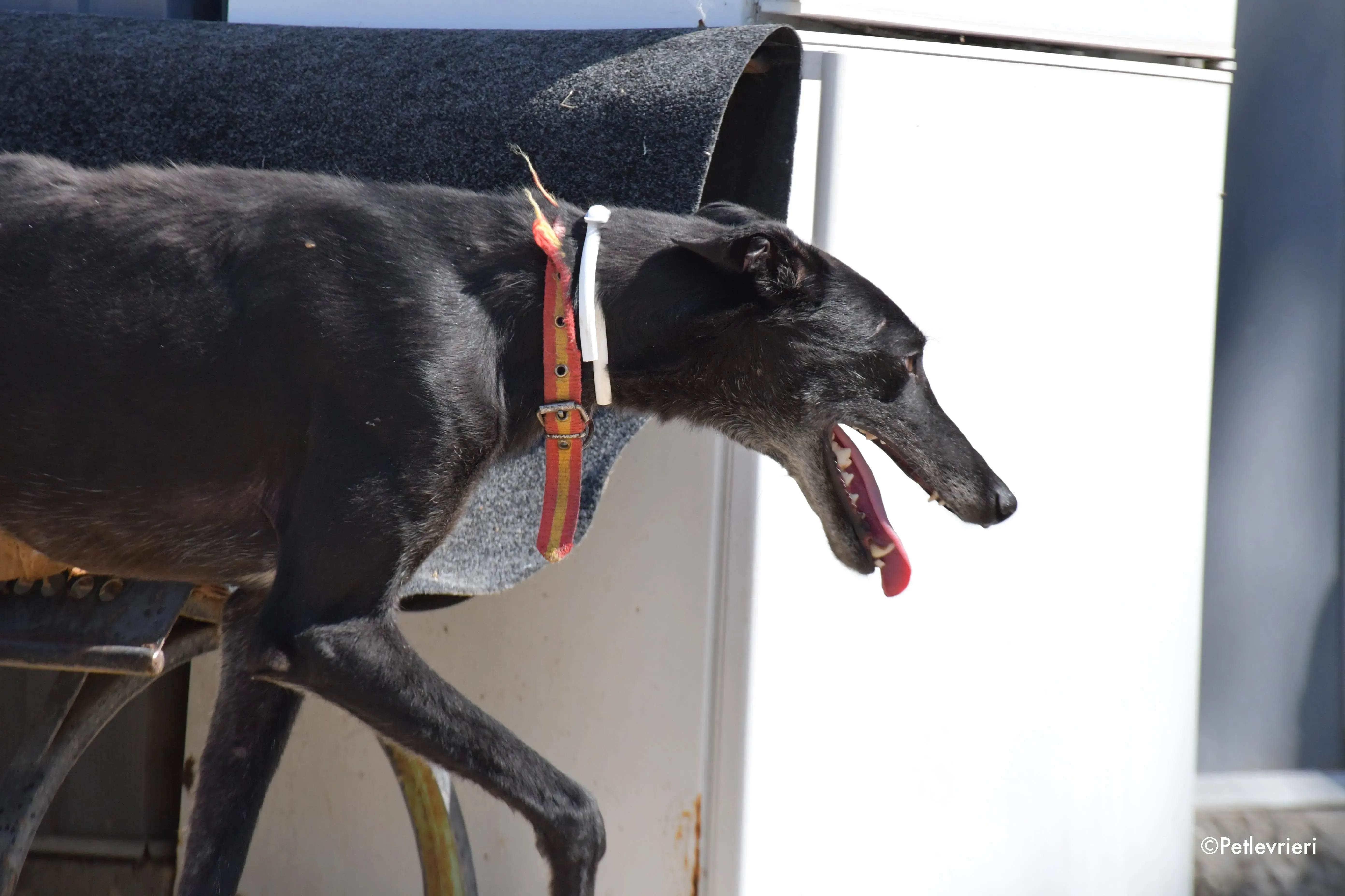 valentin adozione levrieri galgo 7