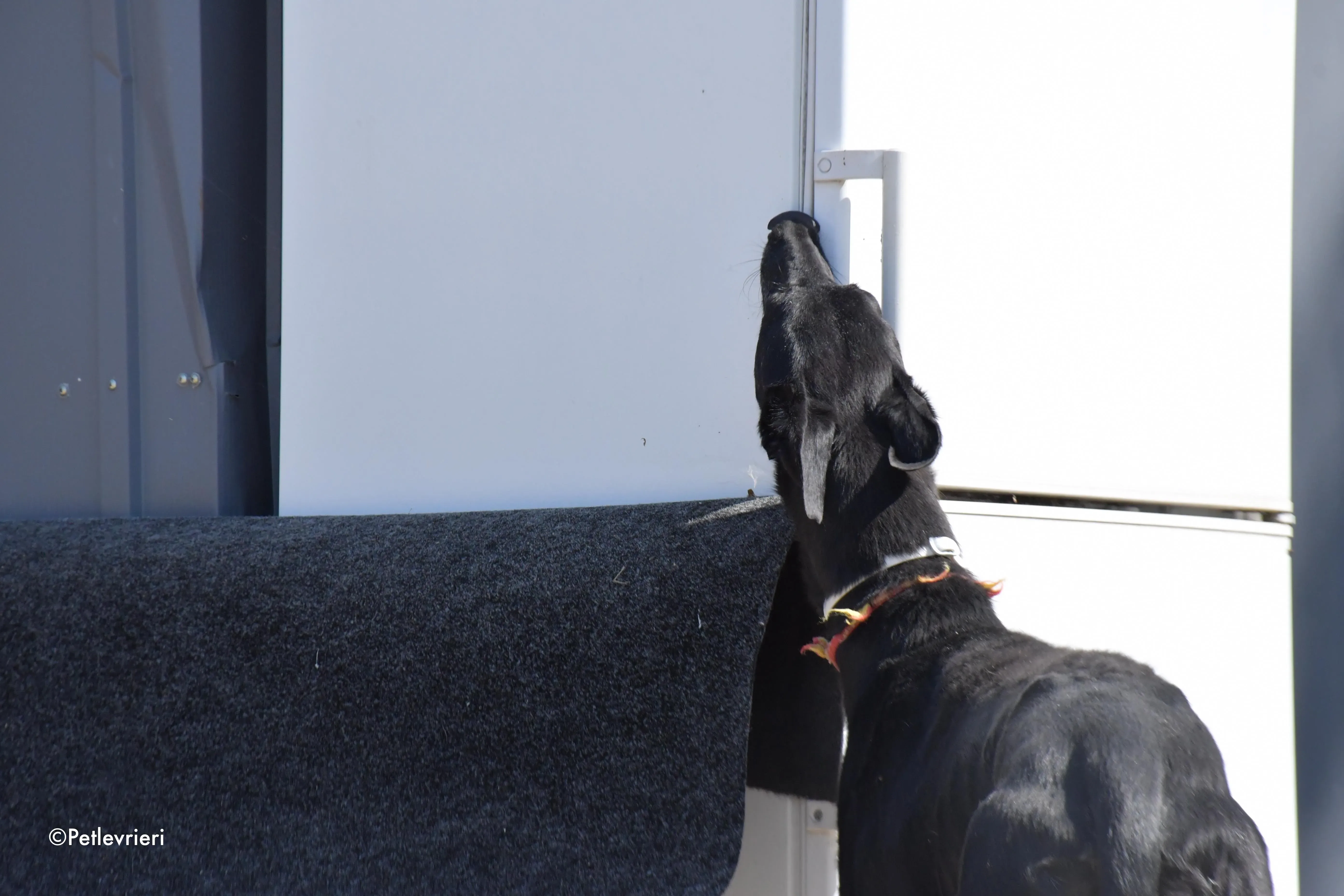 valentin adozione levrieri galgo 8