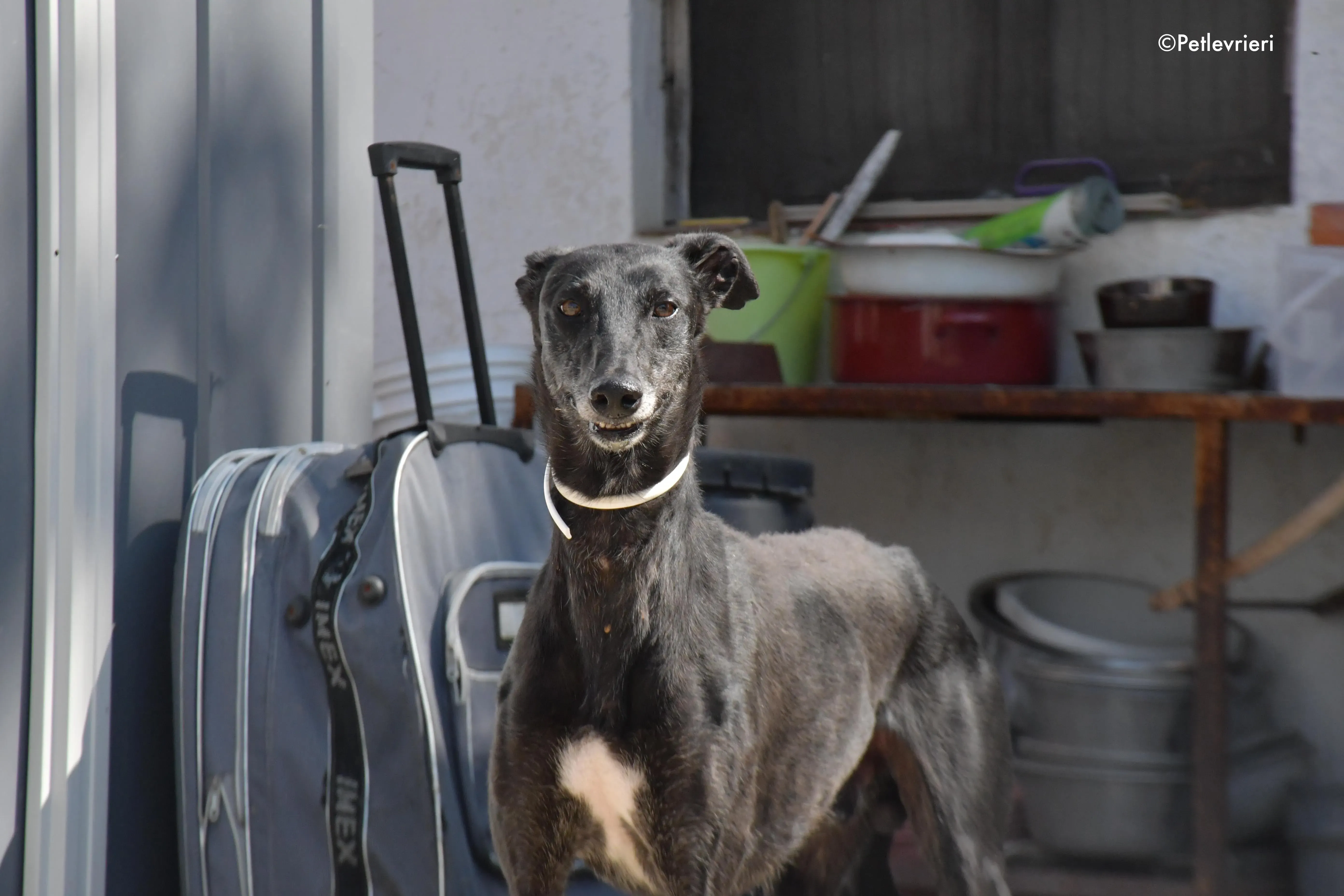 valentin adozione levrieri galgo 9