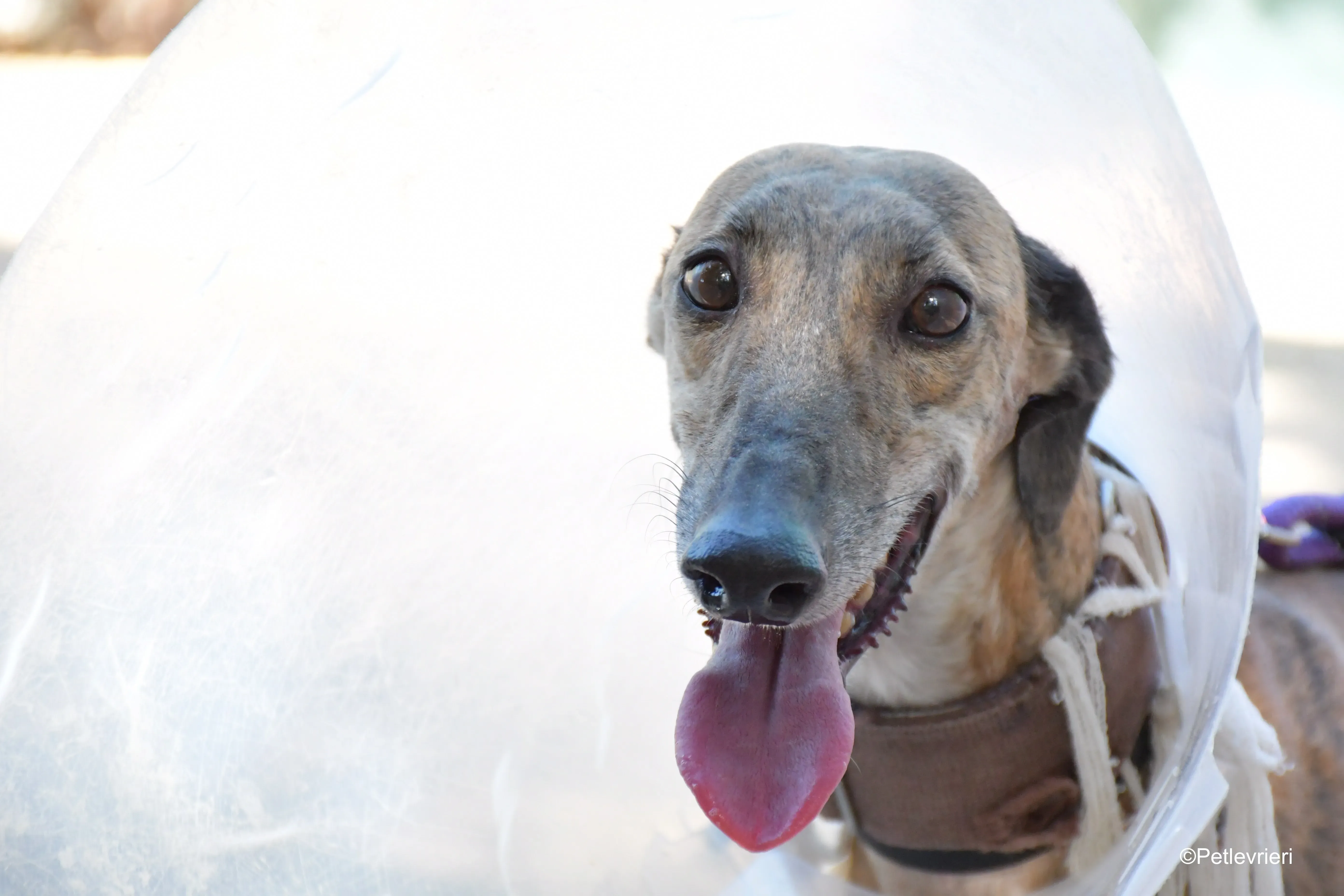 valentina adozione levrieri galgo 1