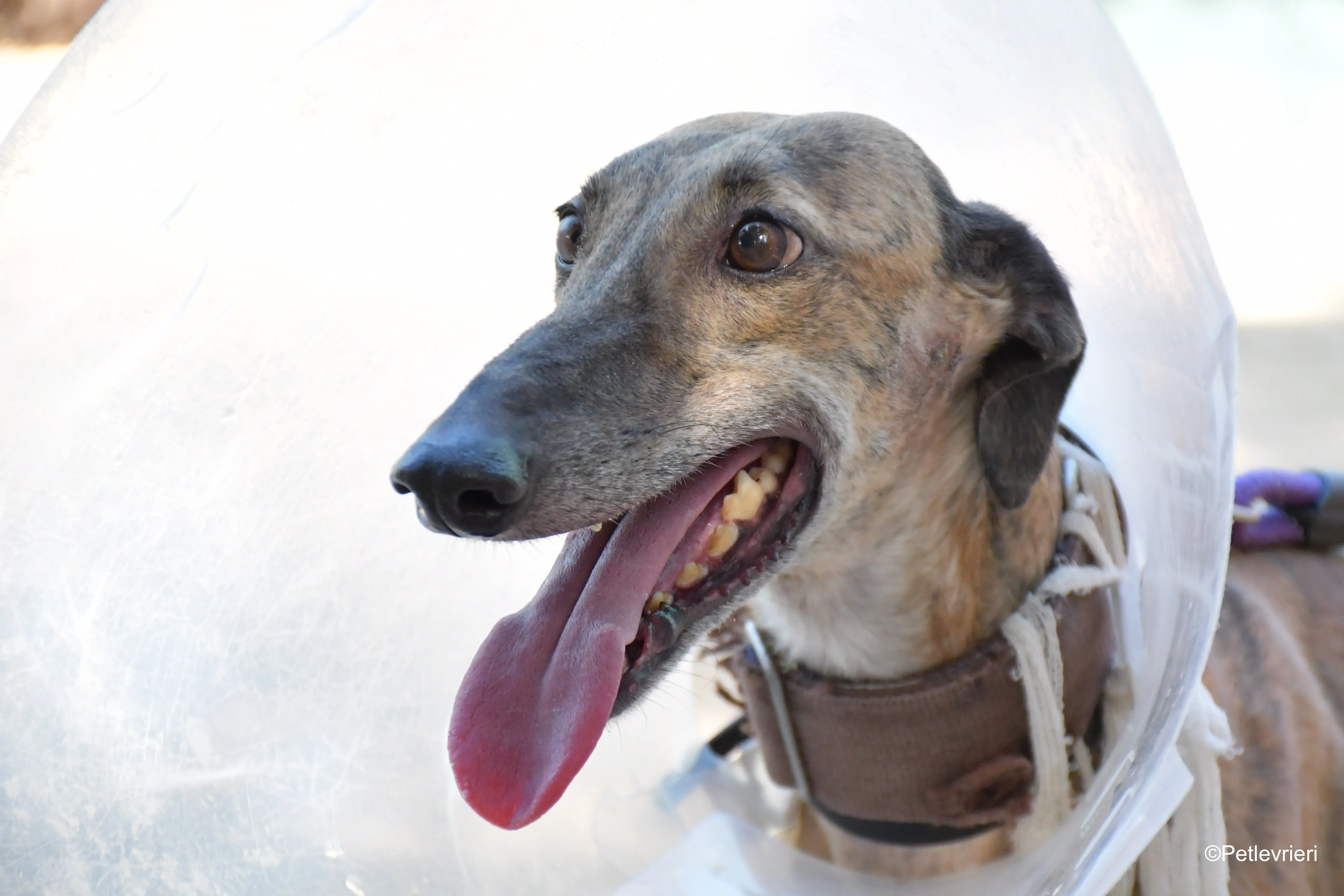 valentina adozione levrieri galgo 2