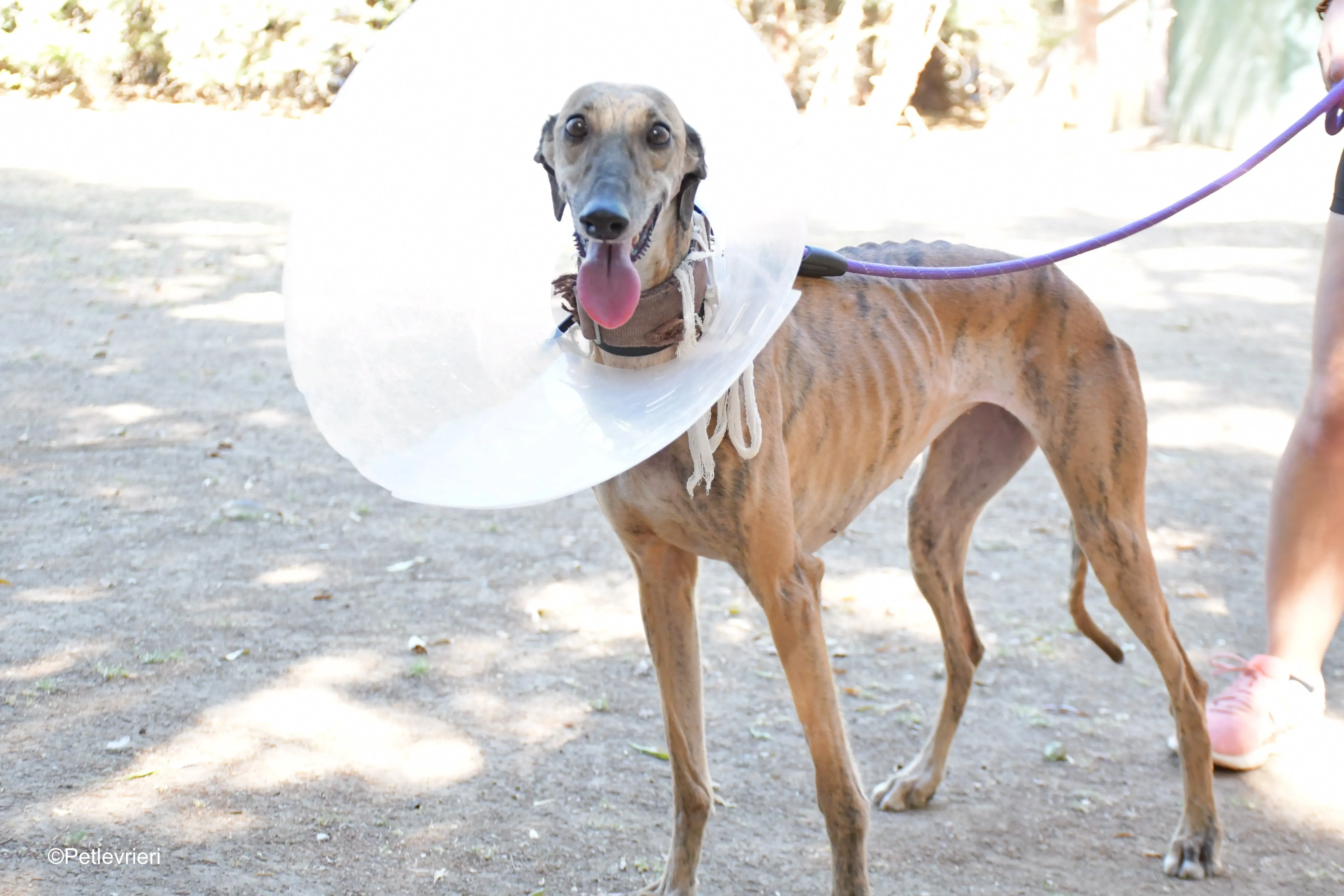 valentina adozione levrieri galgo 3