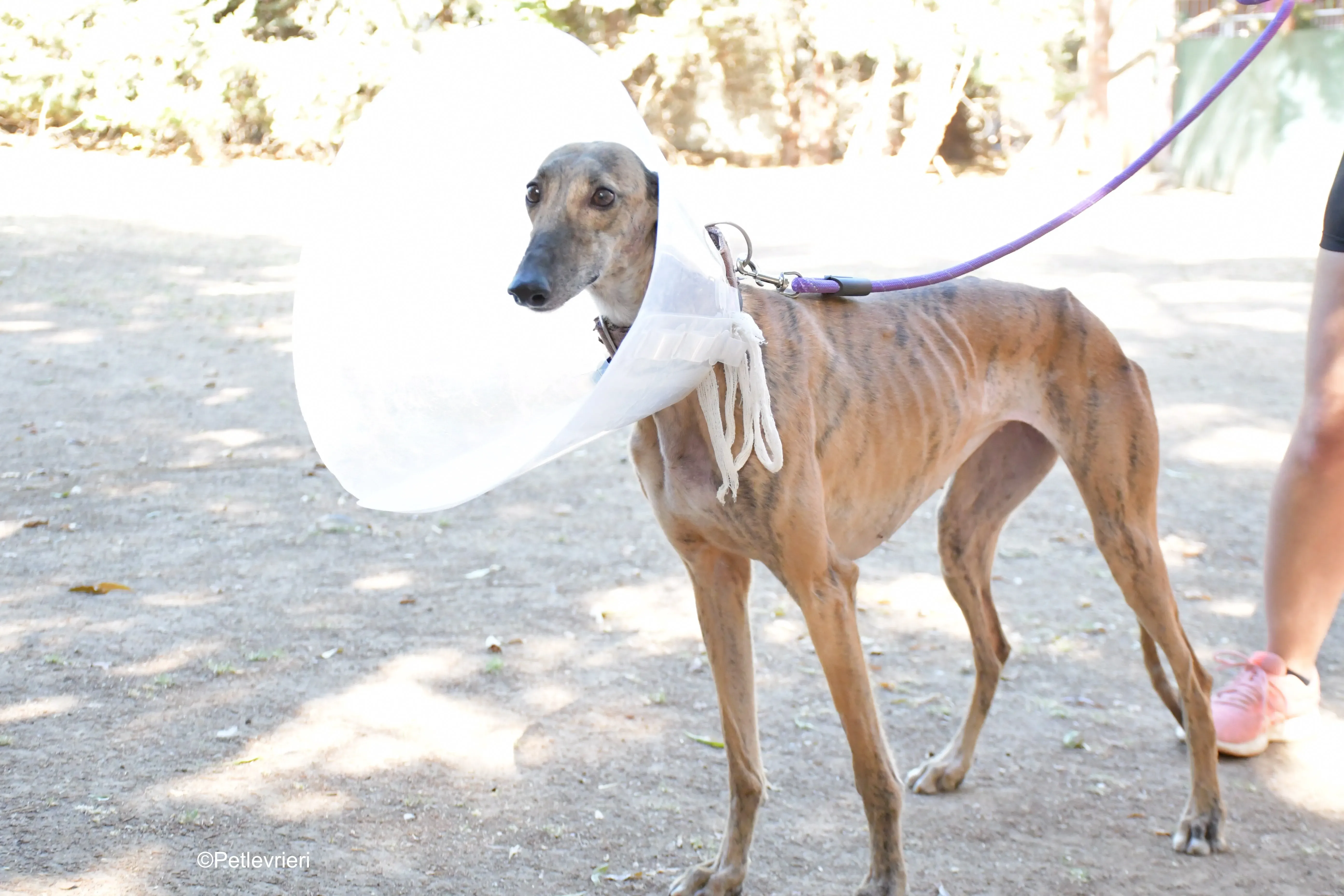 valentina adozione levrieri galgo 4