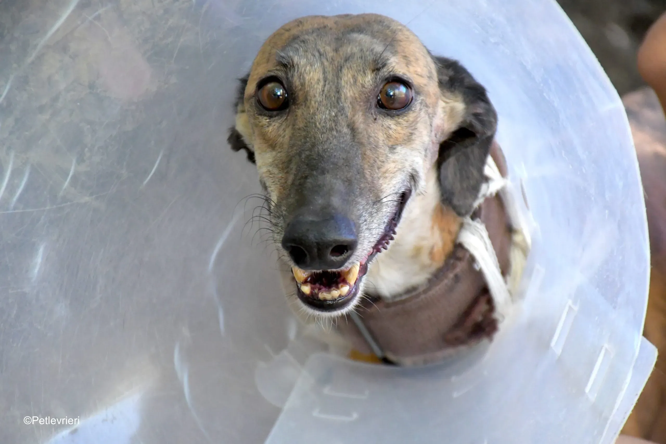 valentina adozione levrieri galgo 5 scaled