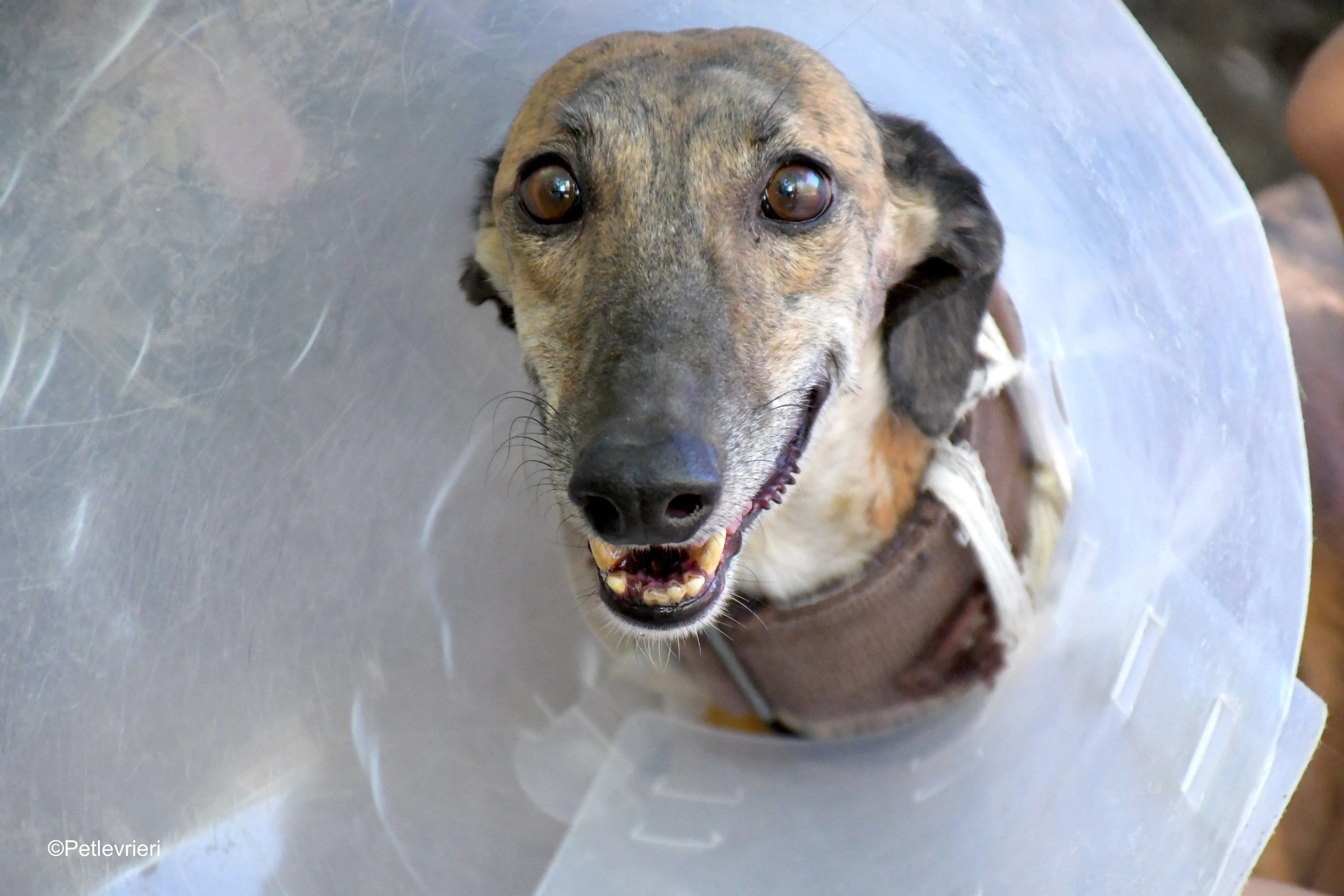 valentina adozione levrieri galgo 5