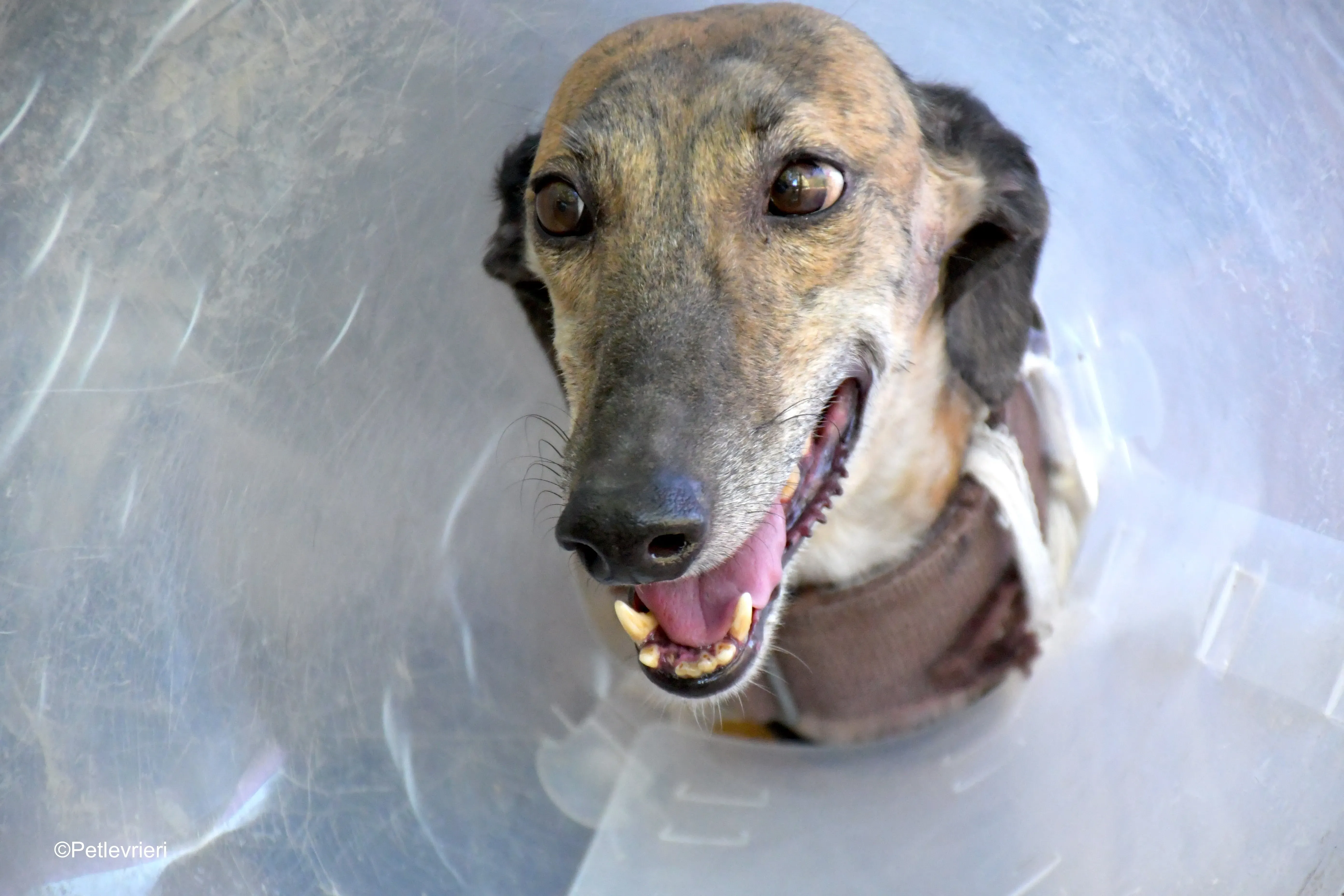 valentina adozione levrieri galgo 6