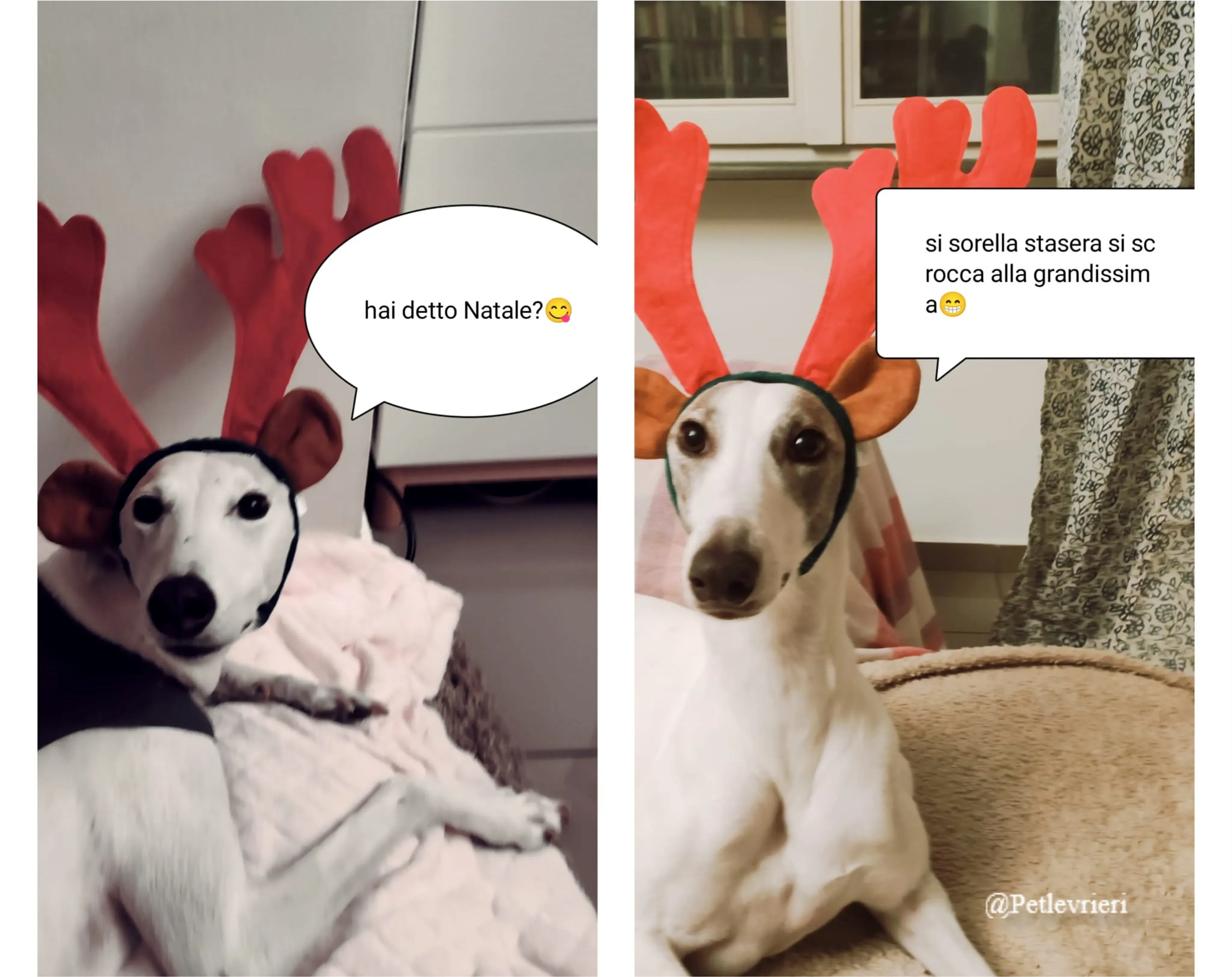 valentina pet levrieri natale 2021