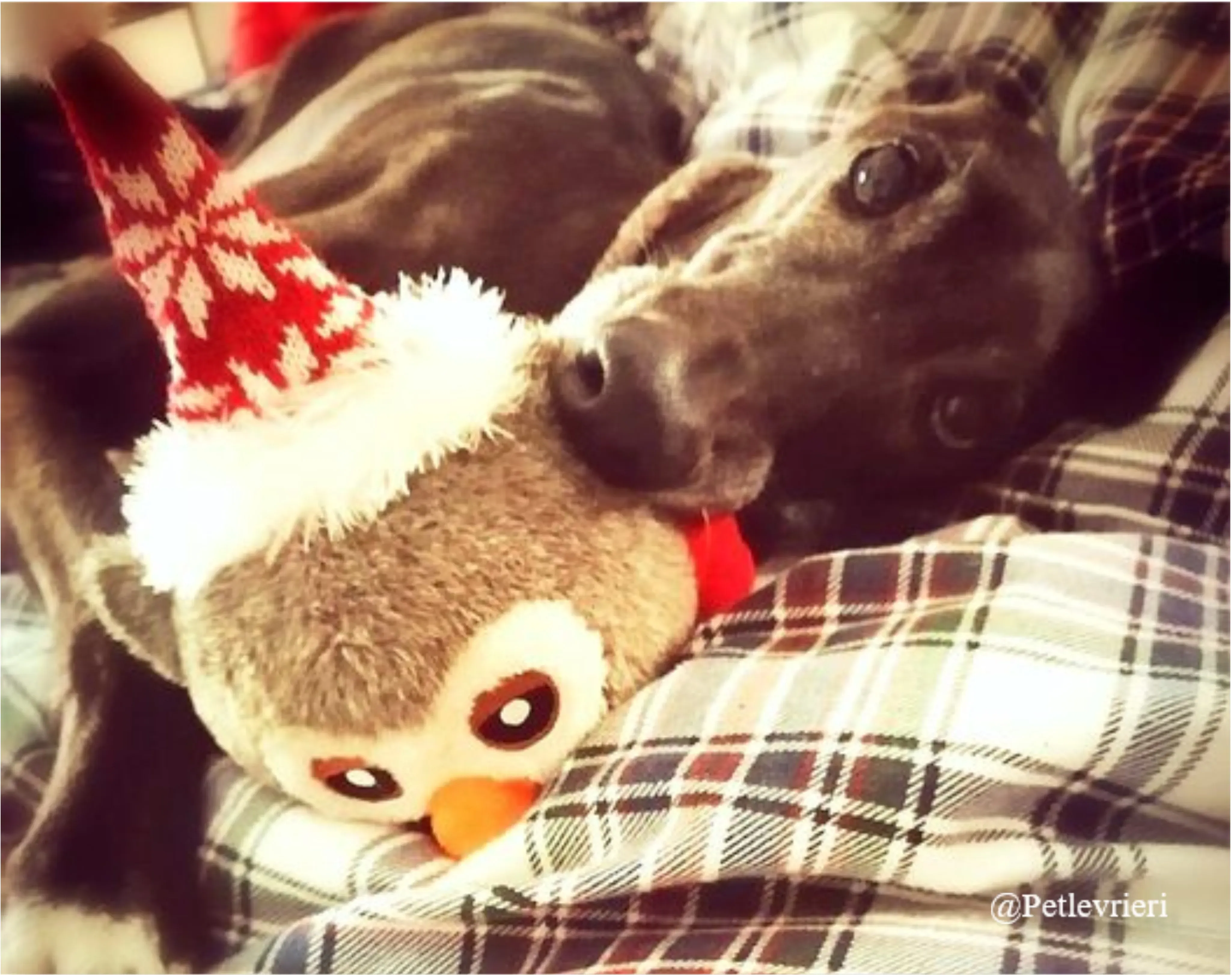 valentina pet levvrieri natale 2021