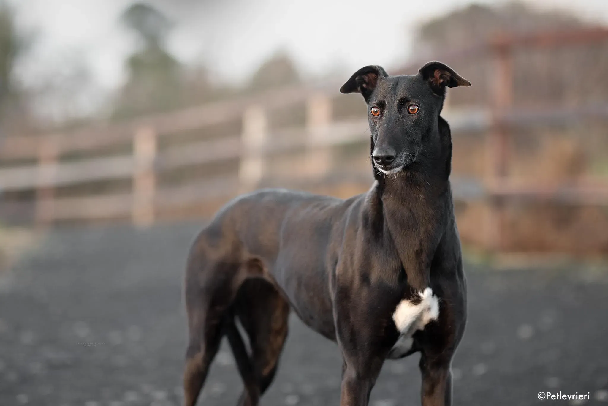 valentine adozione levrieri greyhound 1