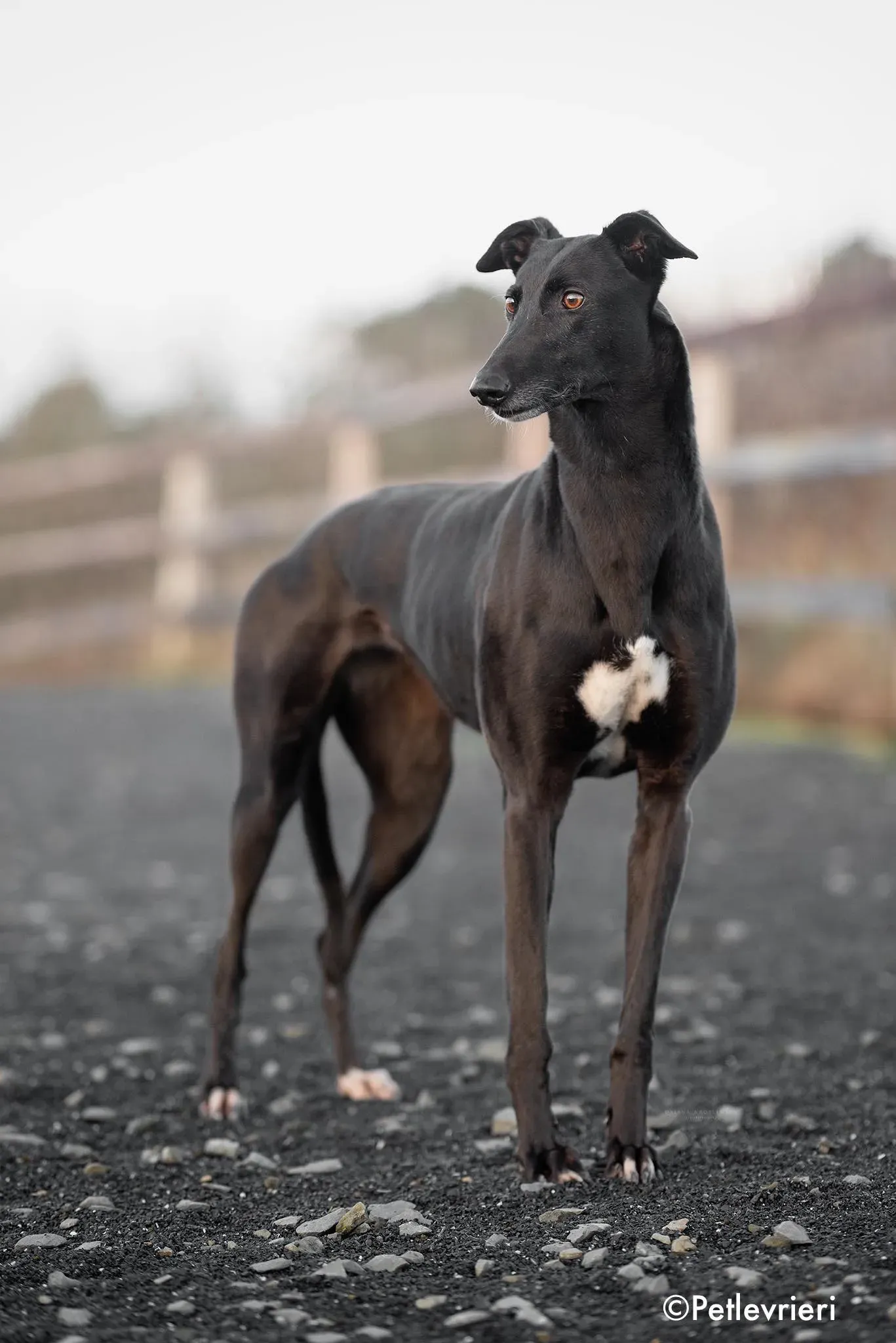 valentine adozione levrieri greyhound 2