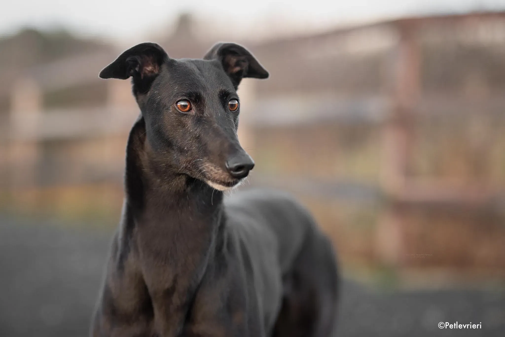 valentine adozione levrieri greyhound 3