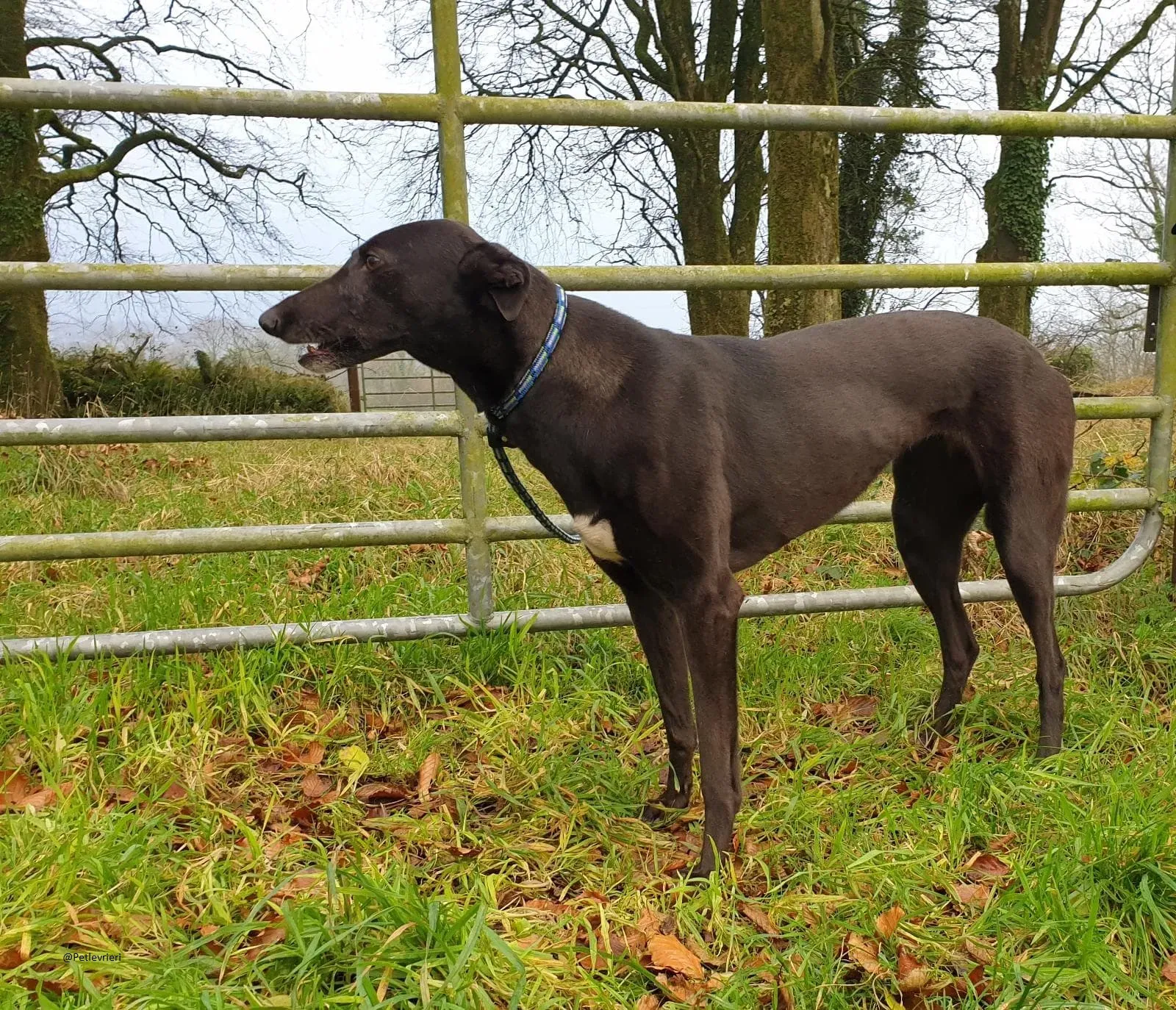 valentine greyhound black adozione levrieri pet 1