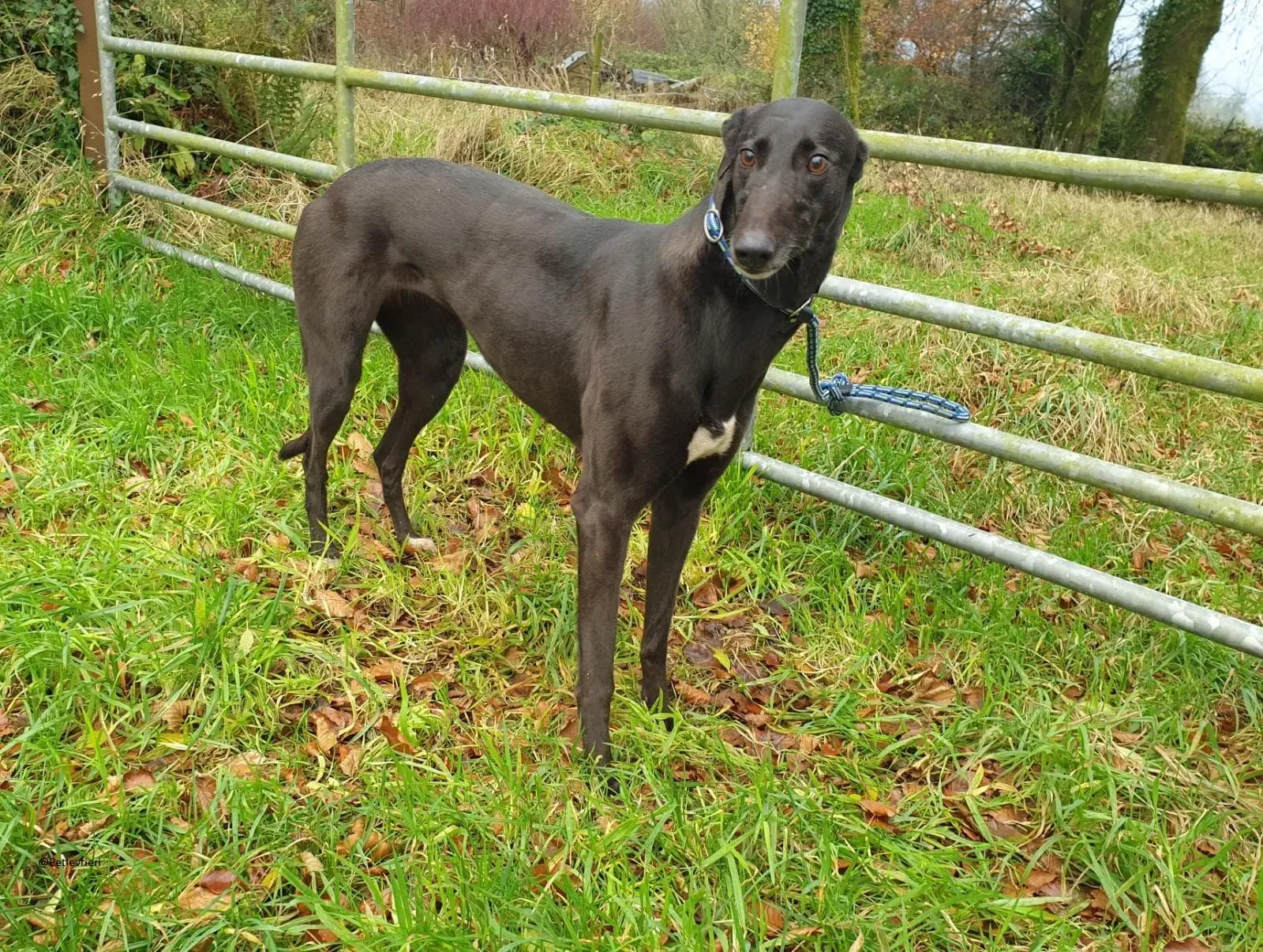 valentine greyhound black adozione levrieri pet 2