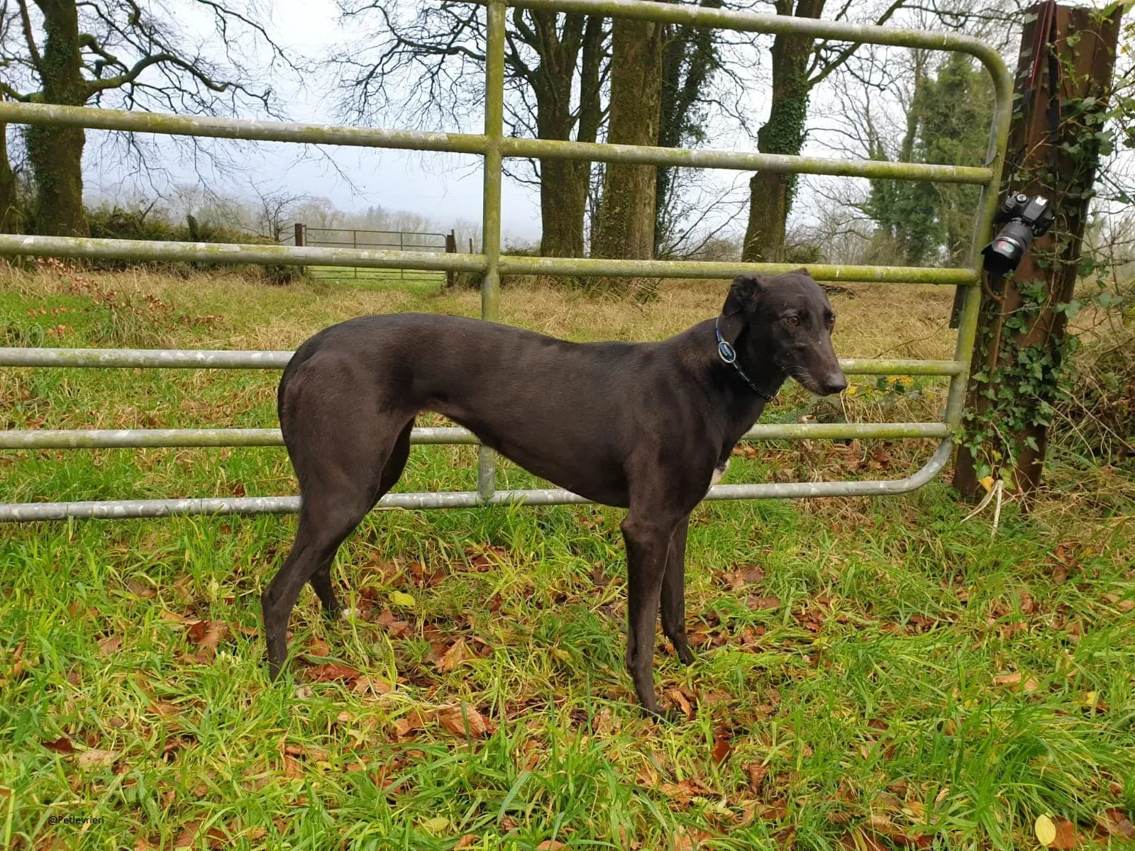 valentine greyhound black adozione levrieri pet 3