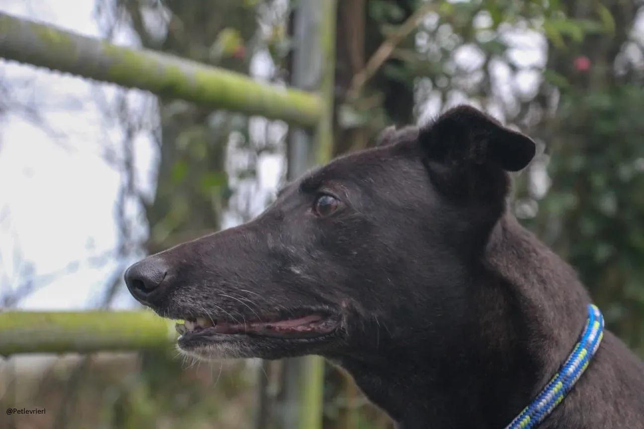 valentine greyhound black adozione levrieri pet 4