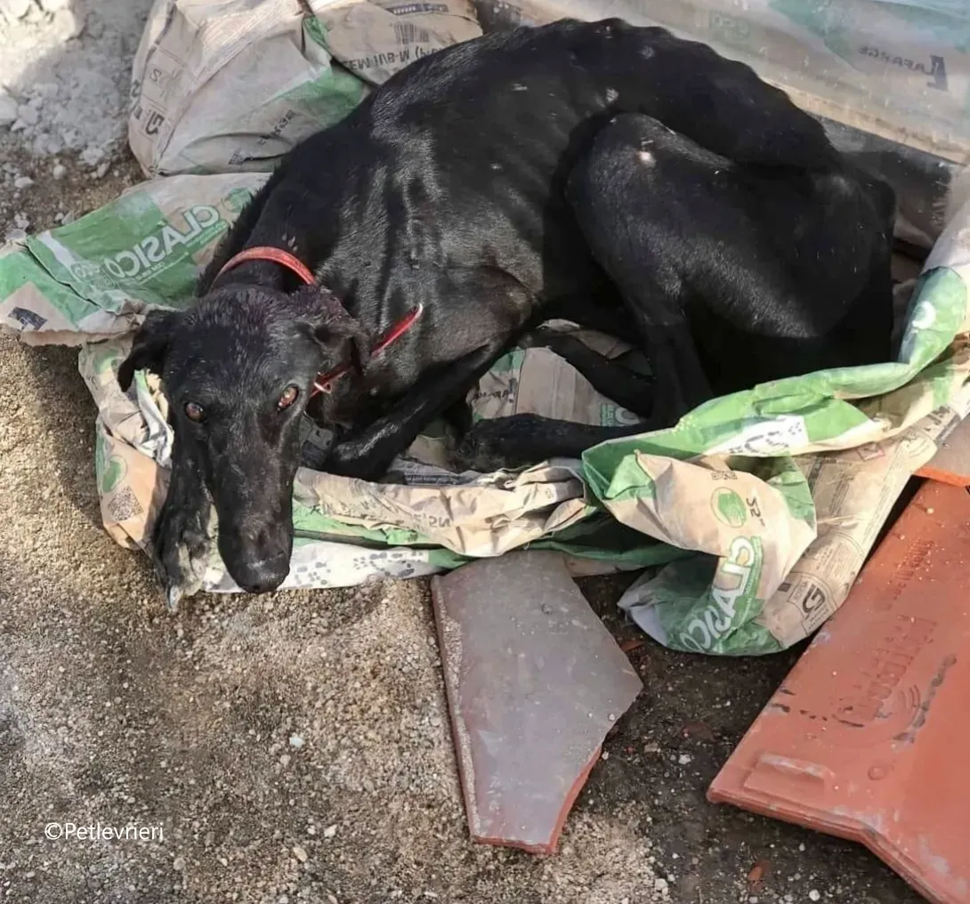 valeria galgo pet levrieri denuncia galgo 1 1