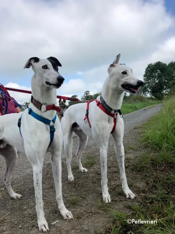 valet butler adozione levrieri greyhound 1