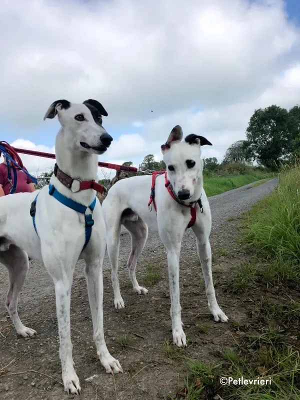 valet butler adozione levrieri greyhound 2