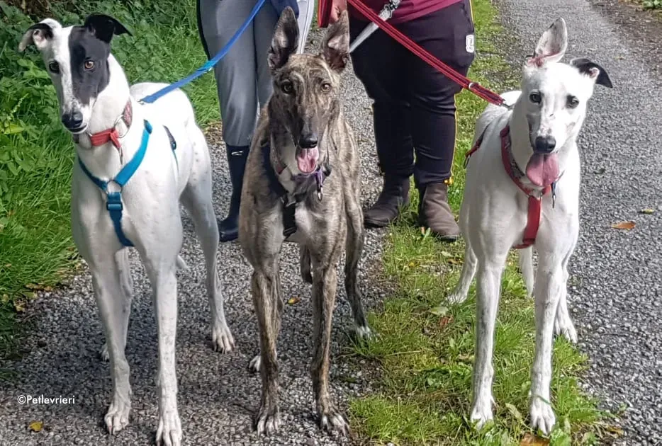 valet butler nadal adozione levrieri greyhound 1