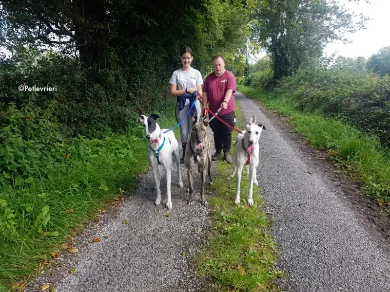 valet butler nadal adozione levrieri greyhound 3