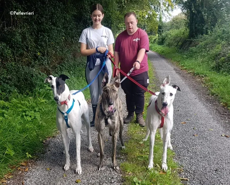 valet butler nadal adozione levrieri greyhound 2