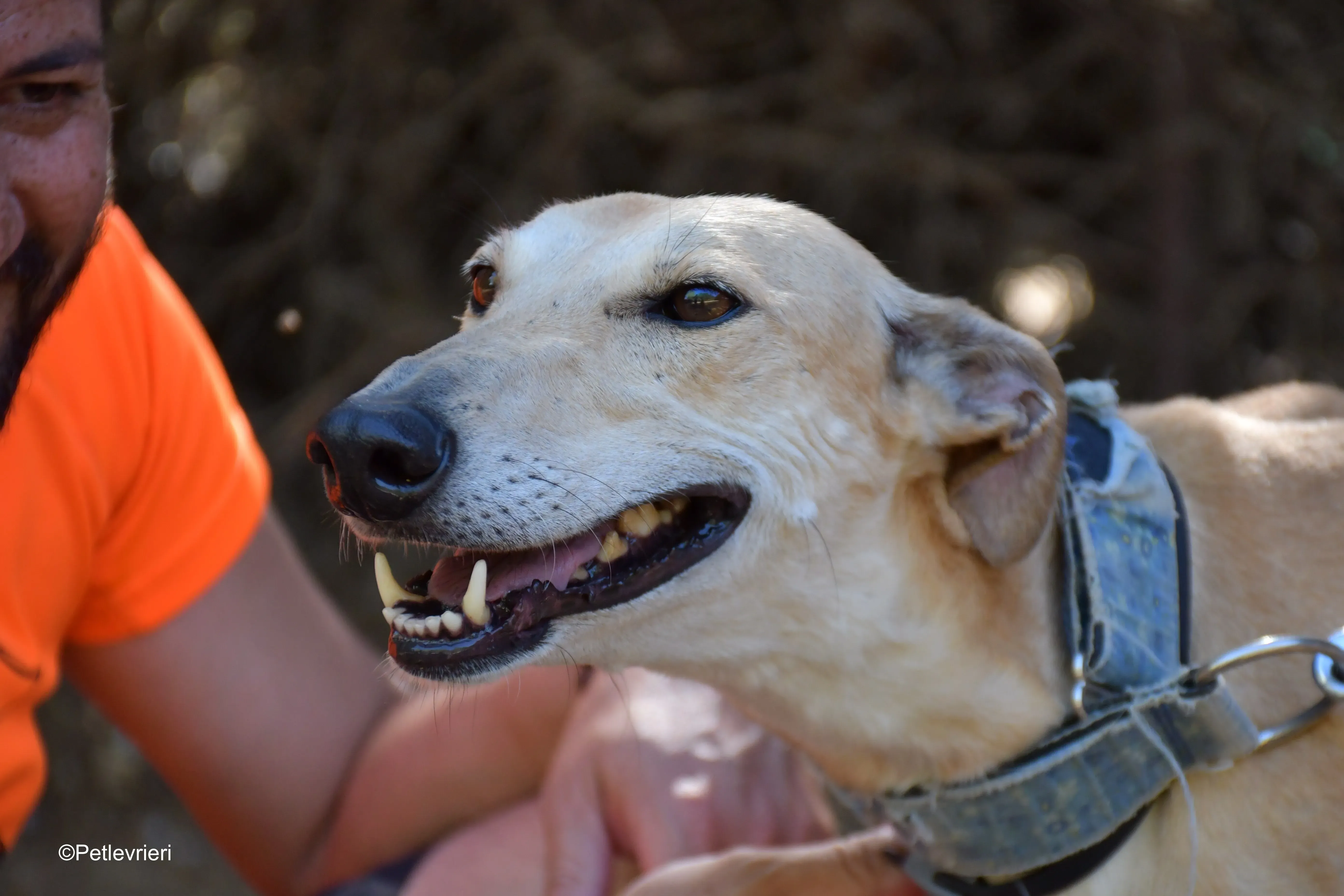 valle adozione levrieri galgo 1