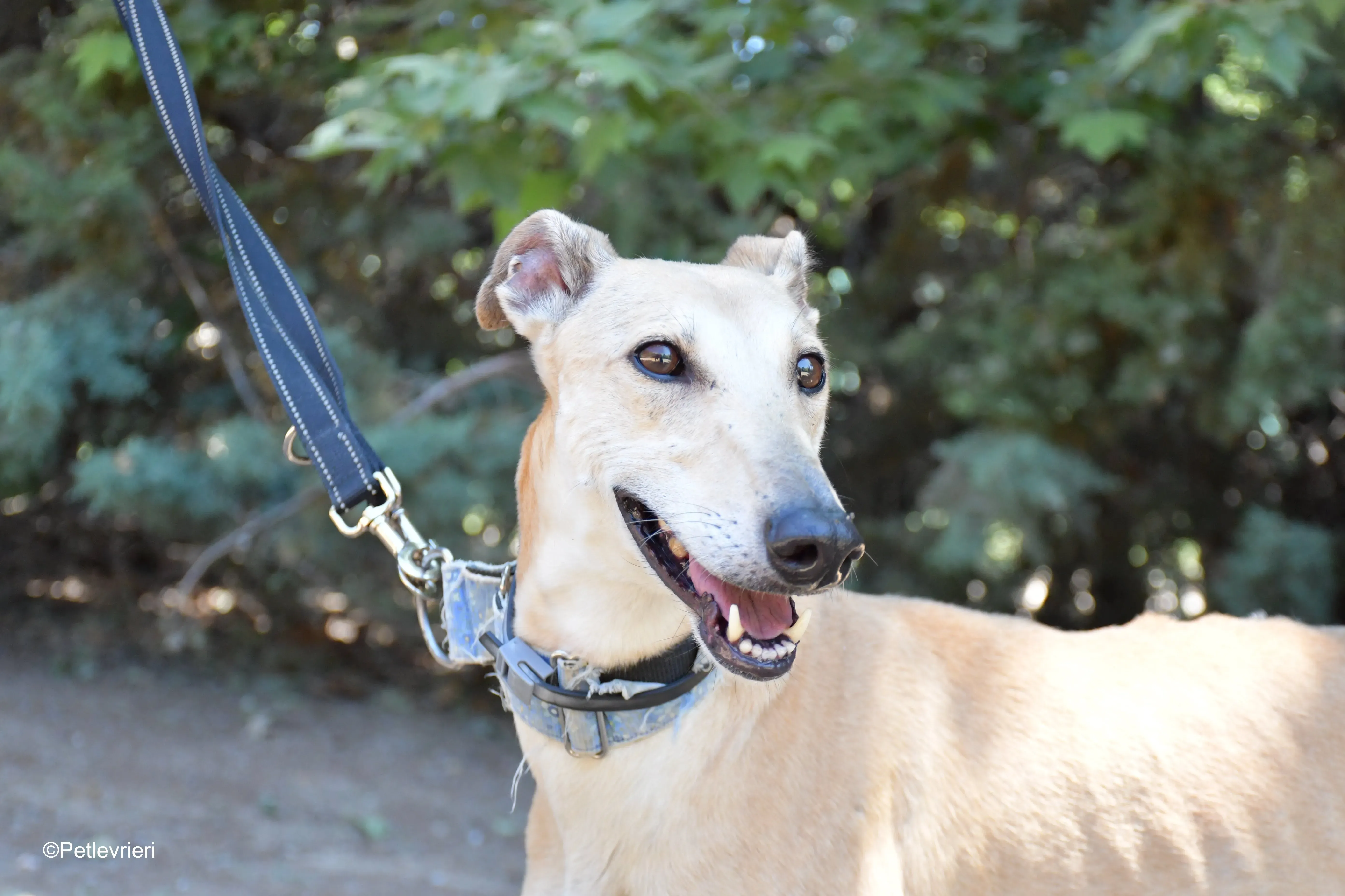 valle adozione levrieri galgo 10