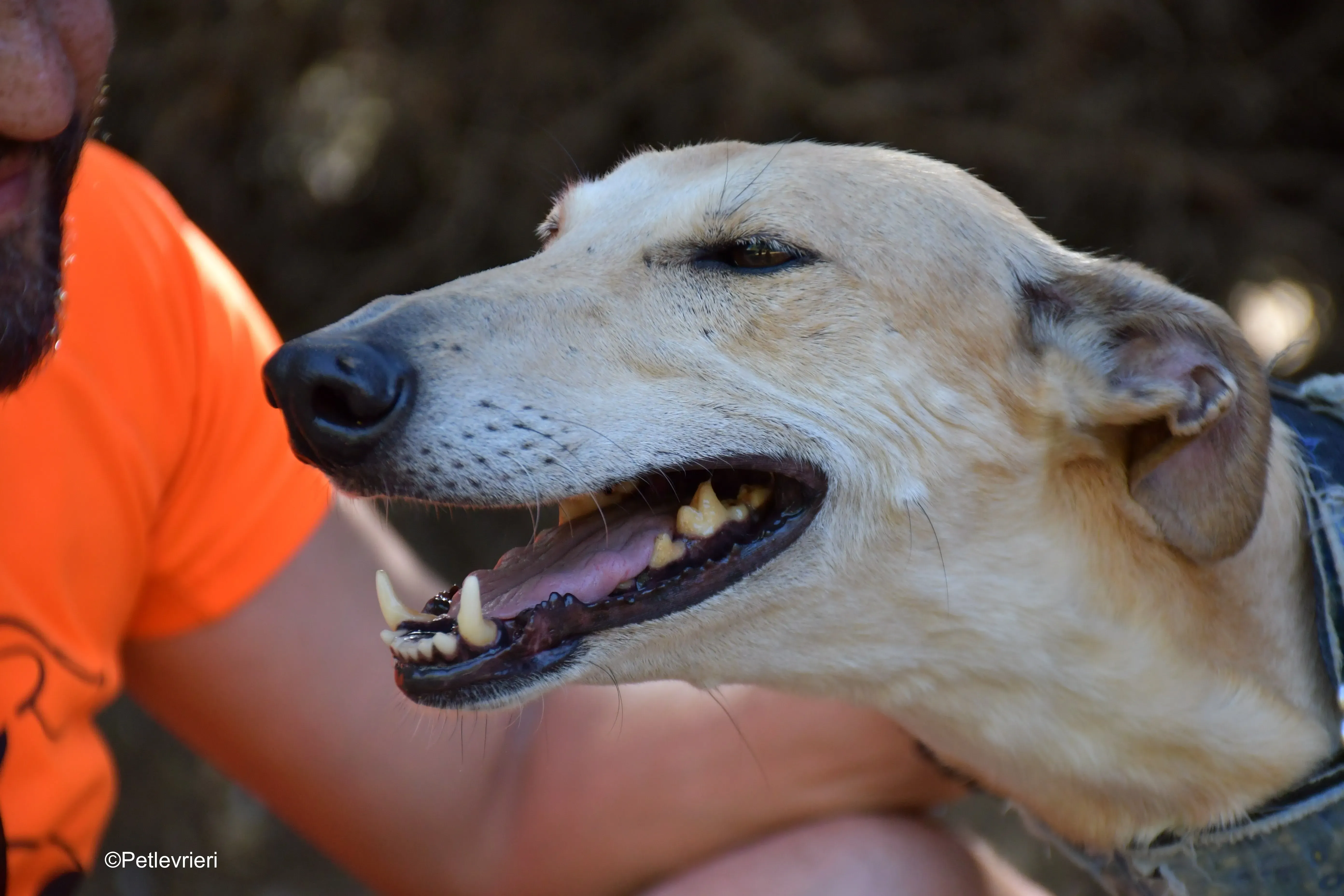 valle adozione levrieri galgo 2