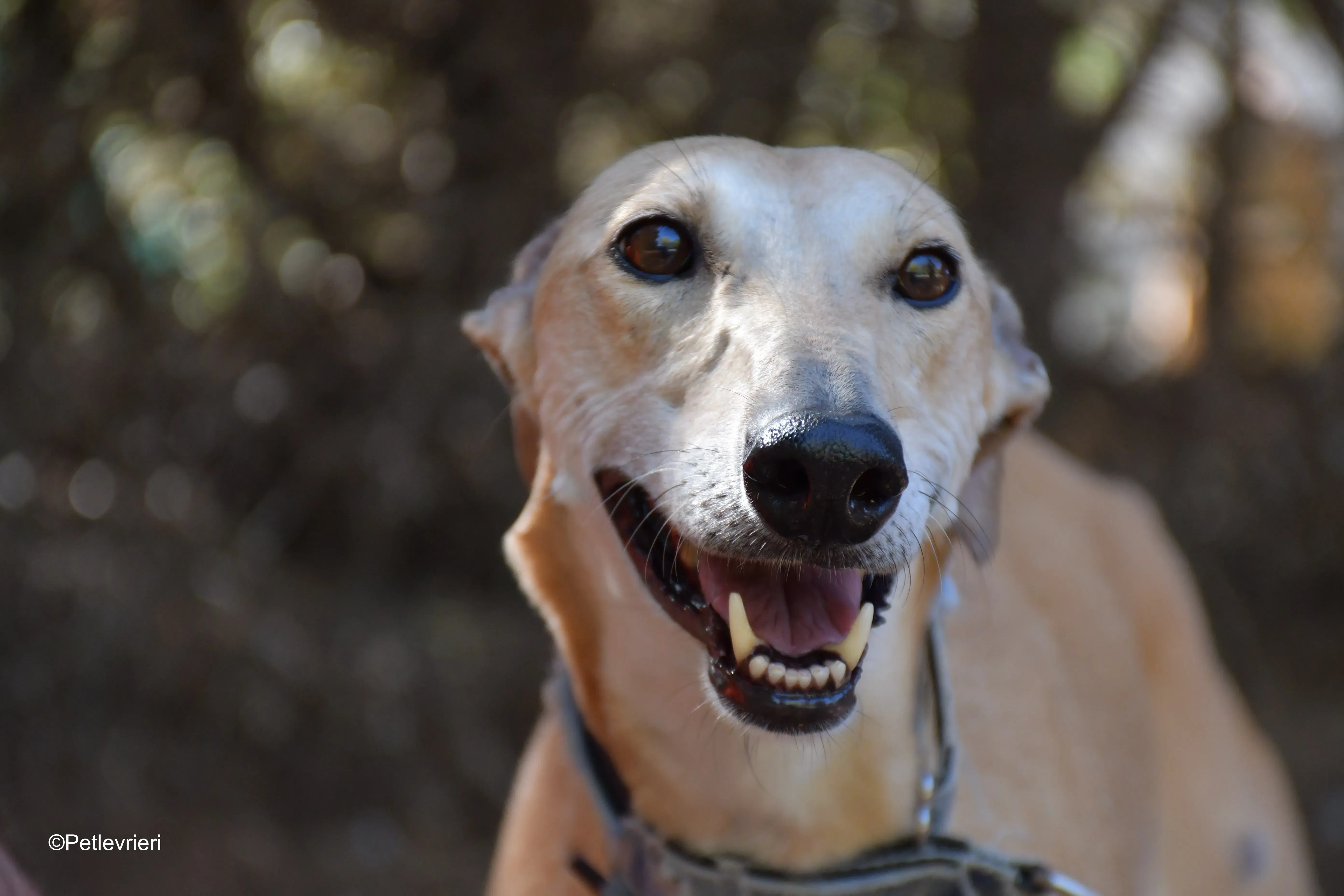 valle adozione levrieri galgo 3