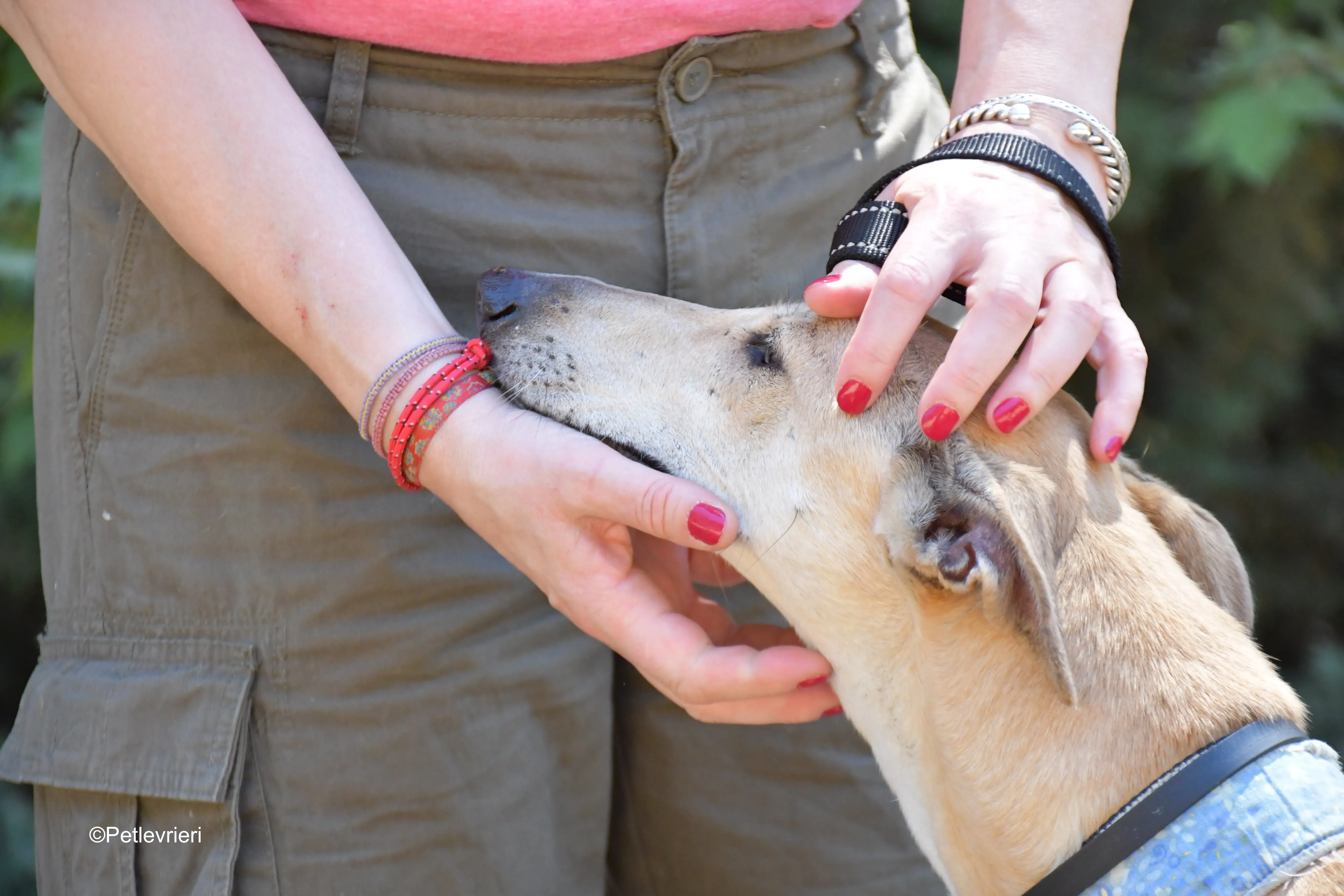 valle adozione levrieri galgo 4