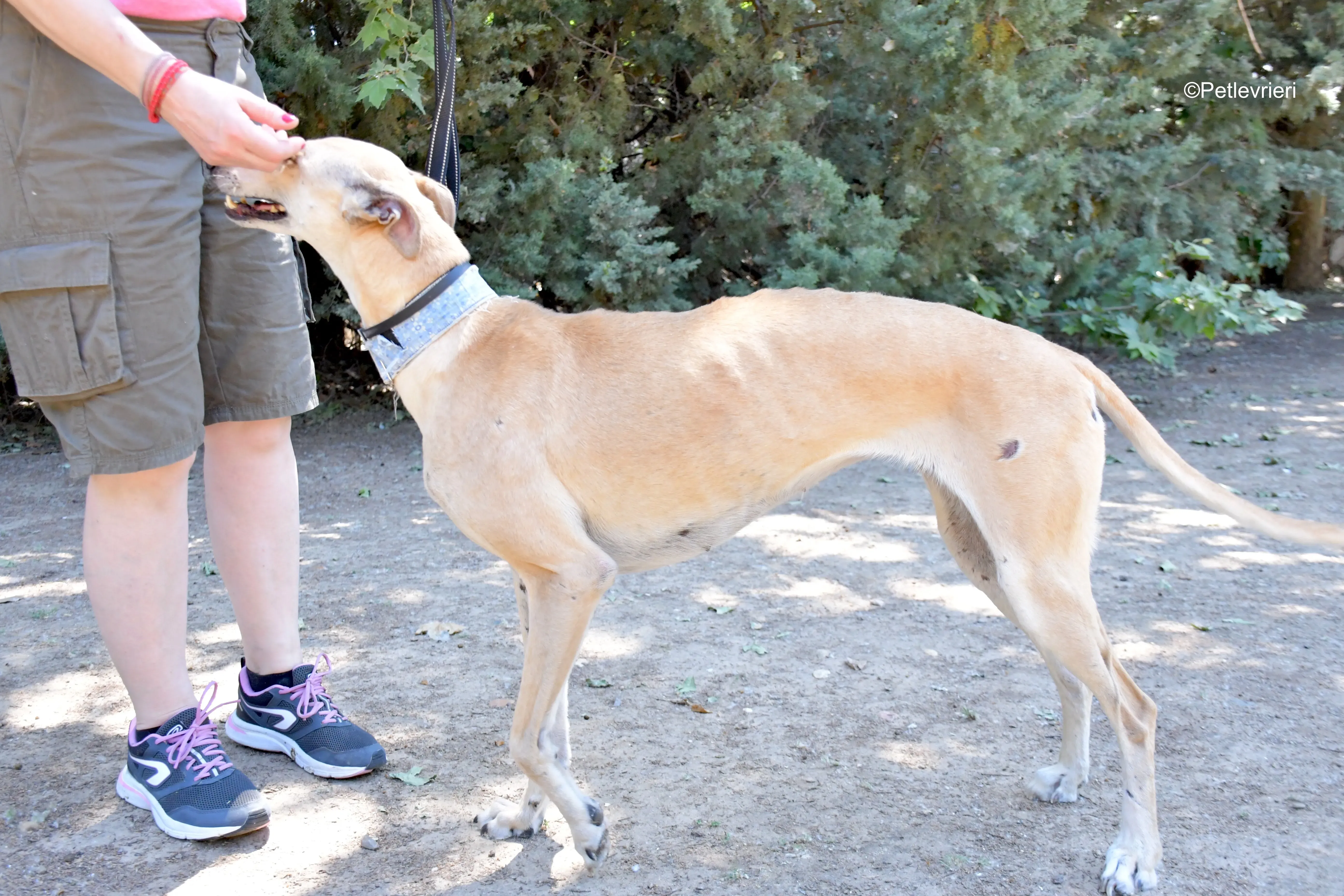 valle adozione levrieri galgo 5