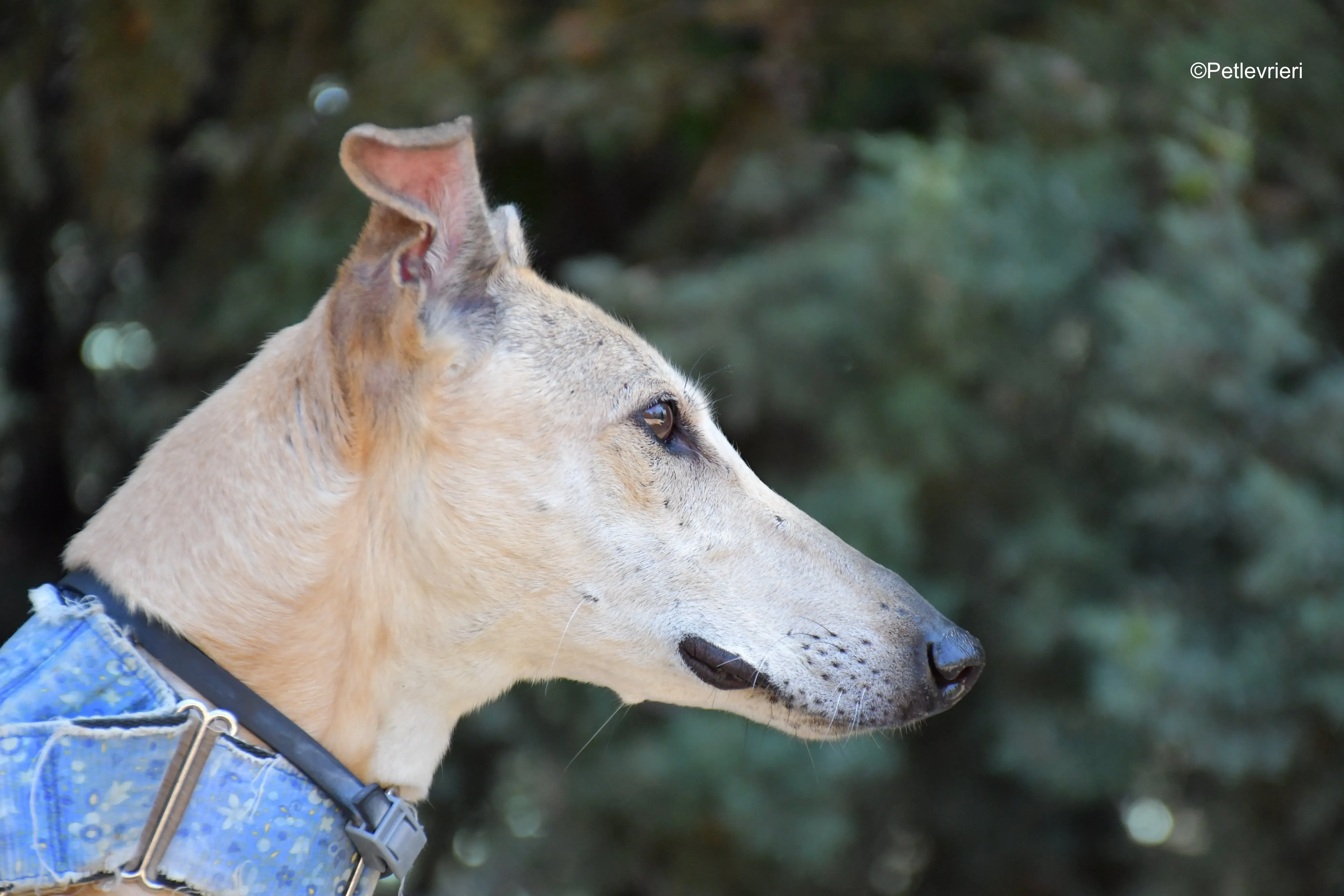 valle adozione levrieri galgo 6