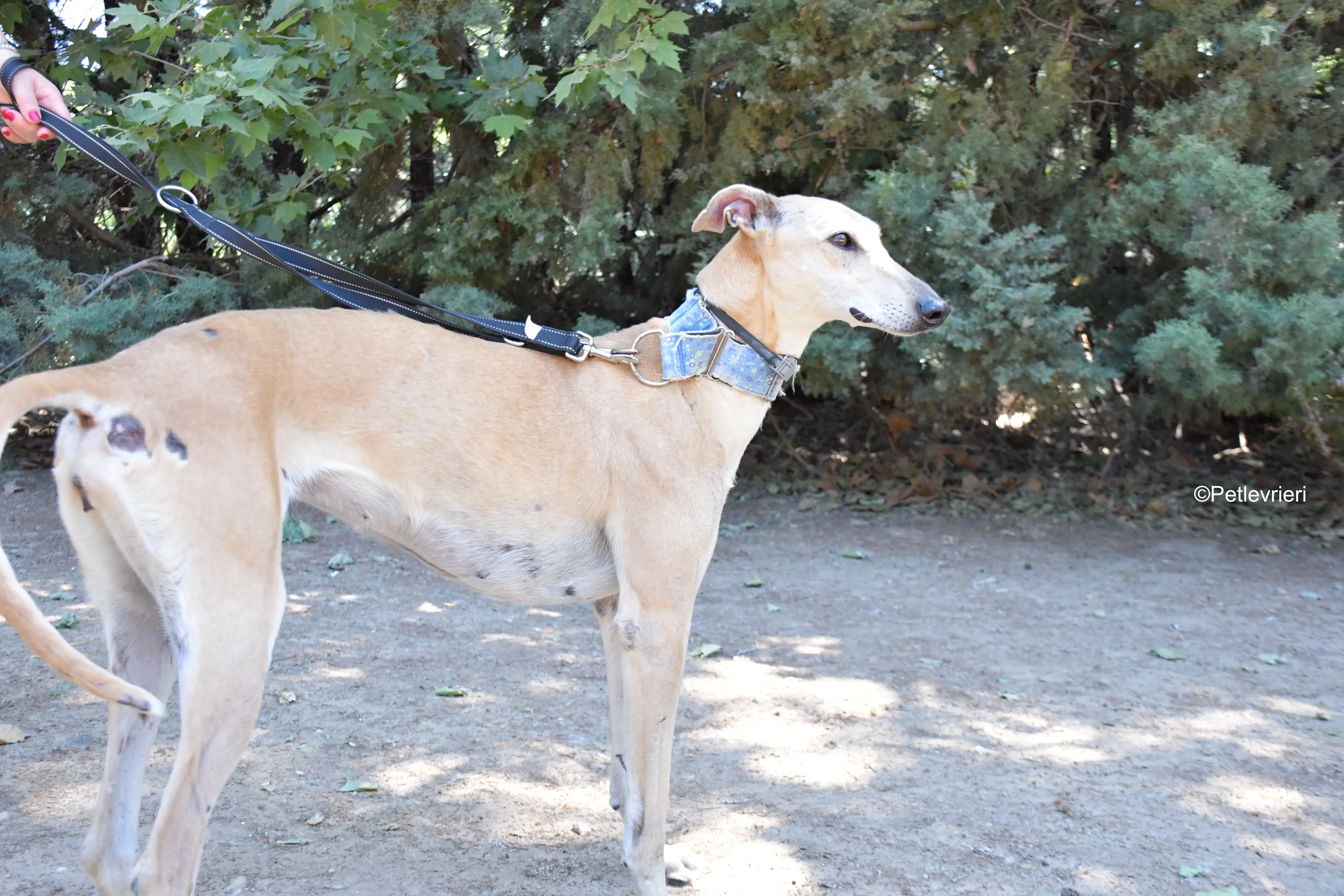 valle adozione levrieri galgo 7