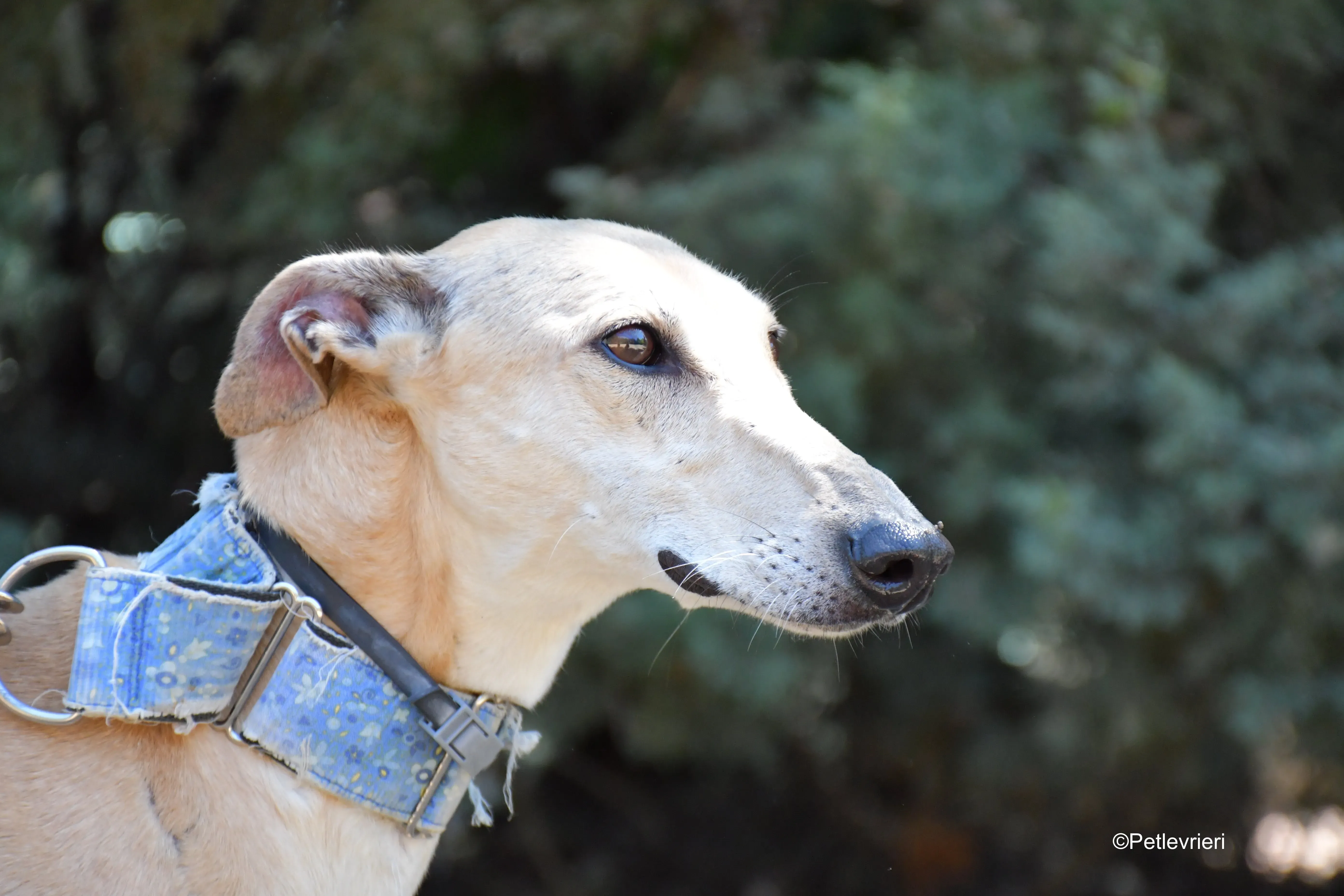 valle adozione levrieri galgo 8