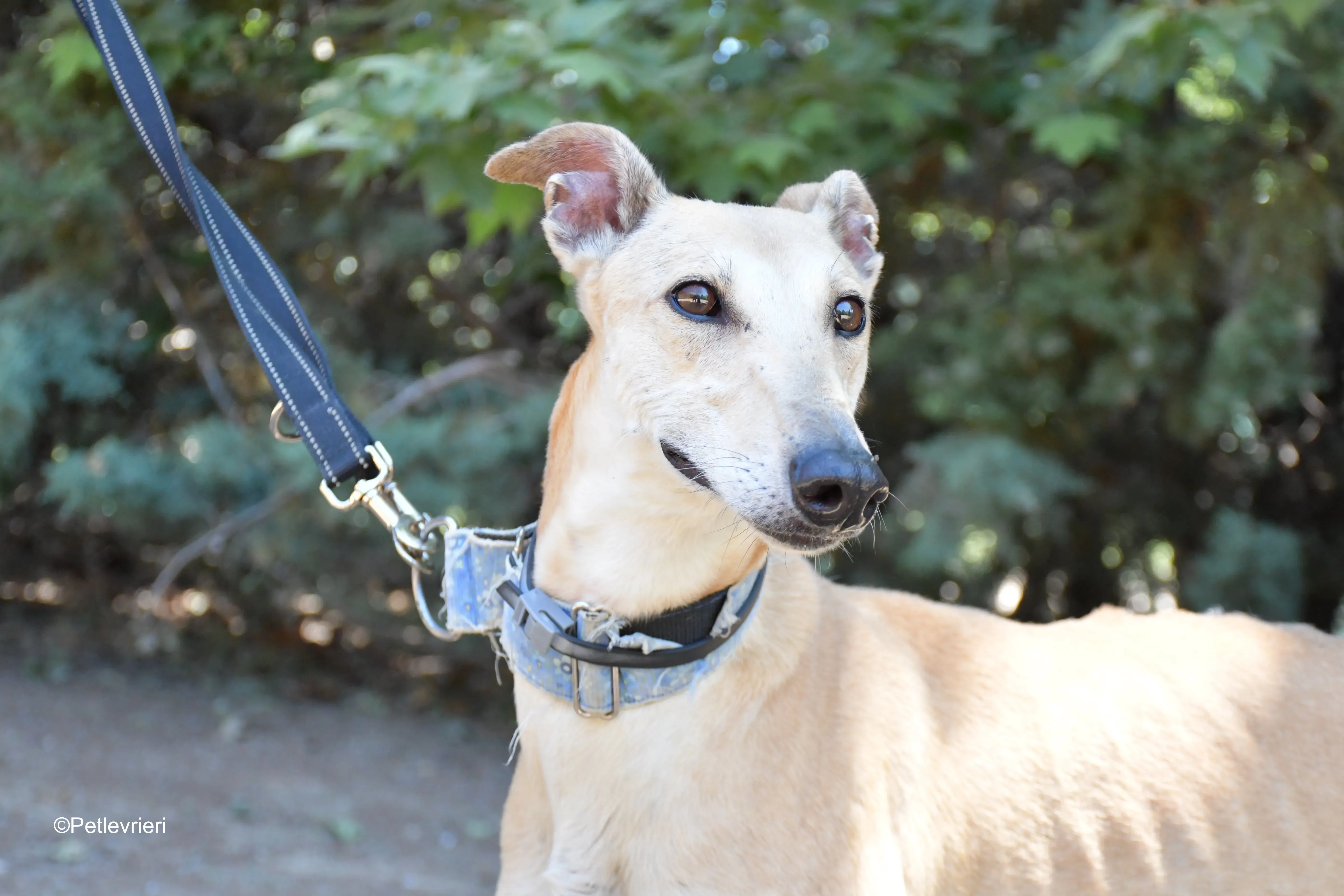 valle adozione levrieri galgo 9