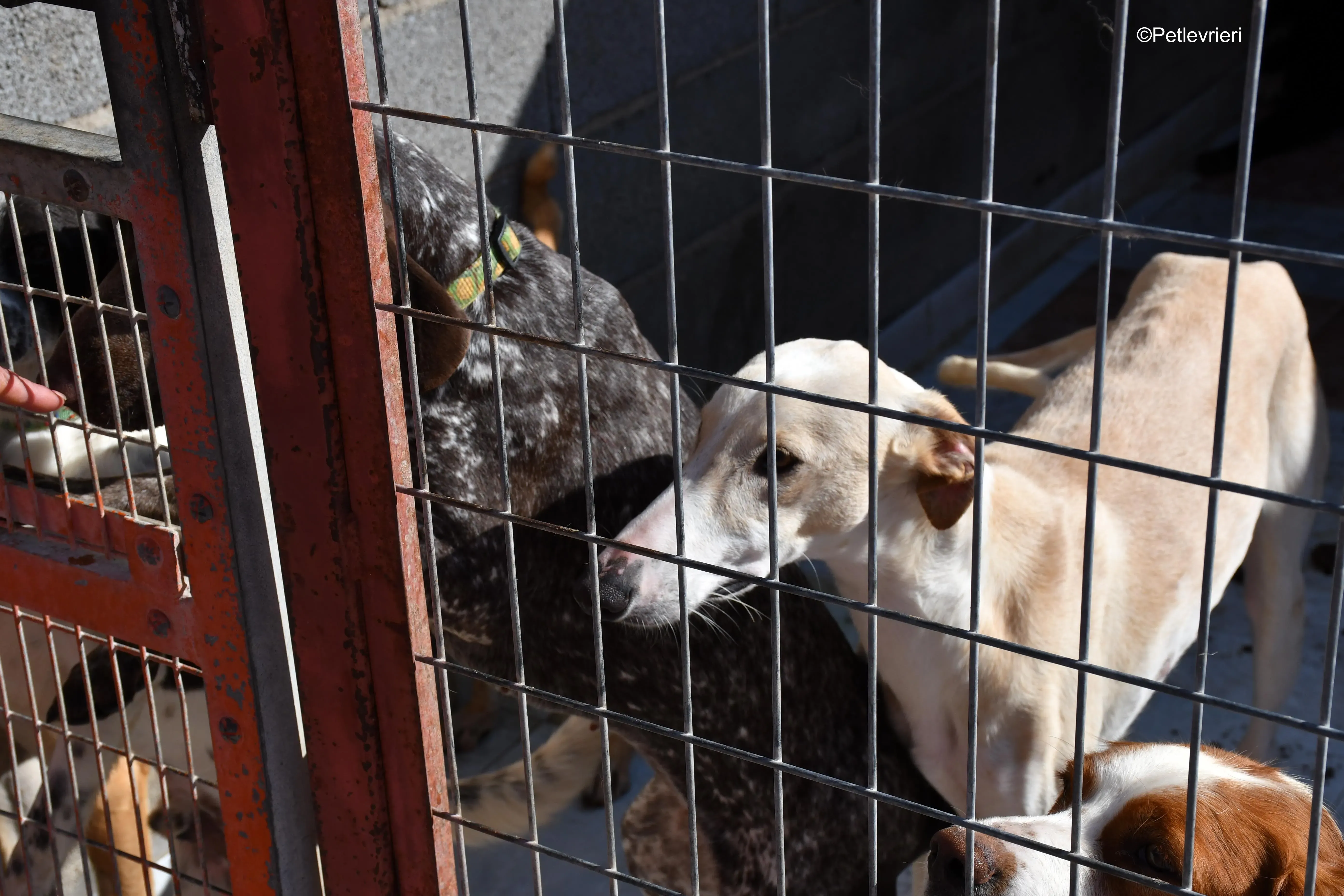 vanila adozione levrieri galgo 1