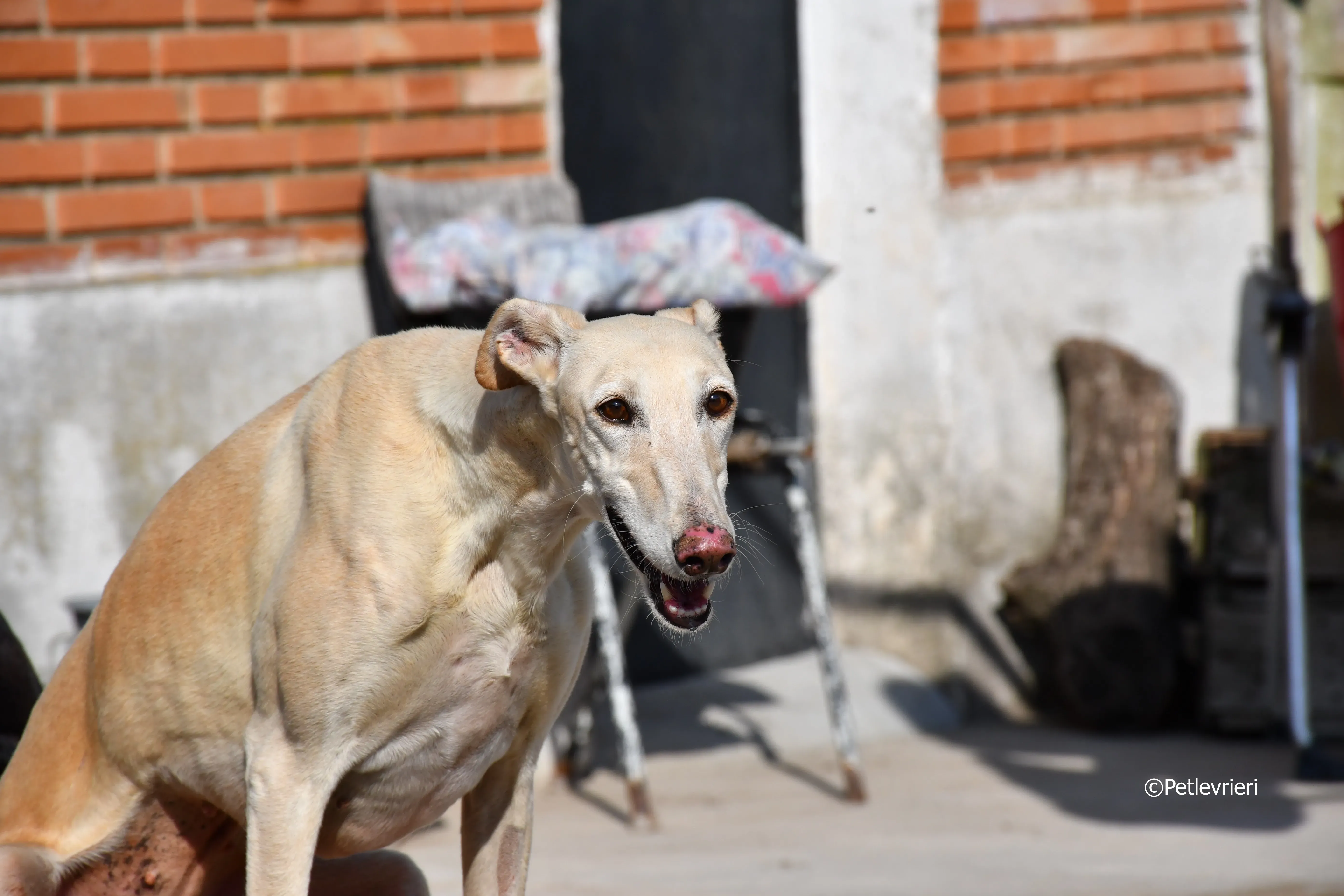 vanilla adozione levrieri galgo 1