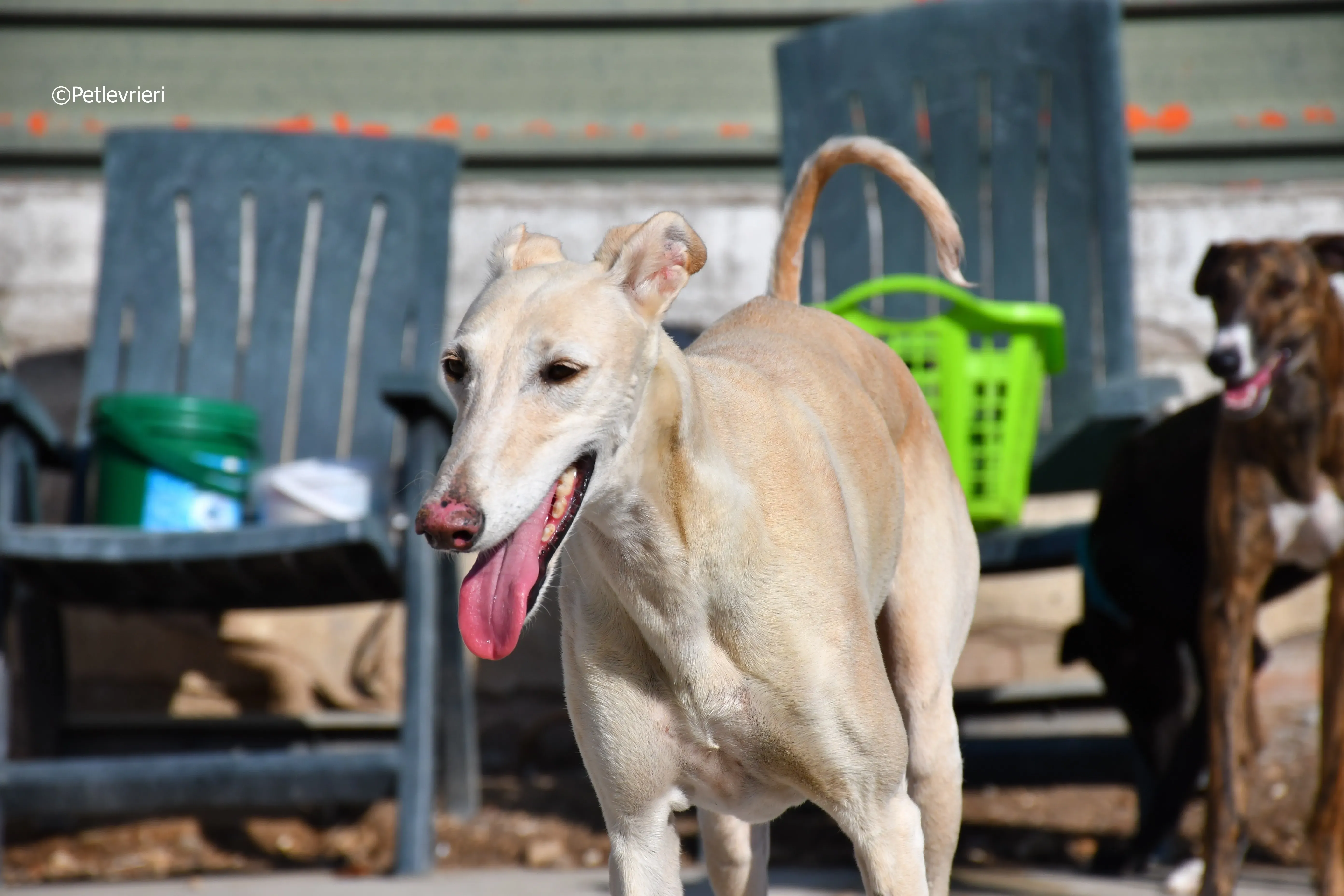 vanilla adozione levrieri galgo 10