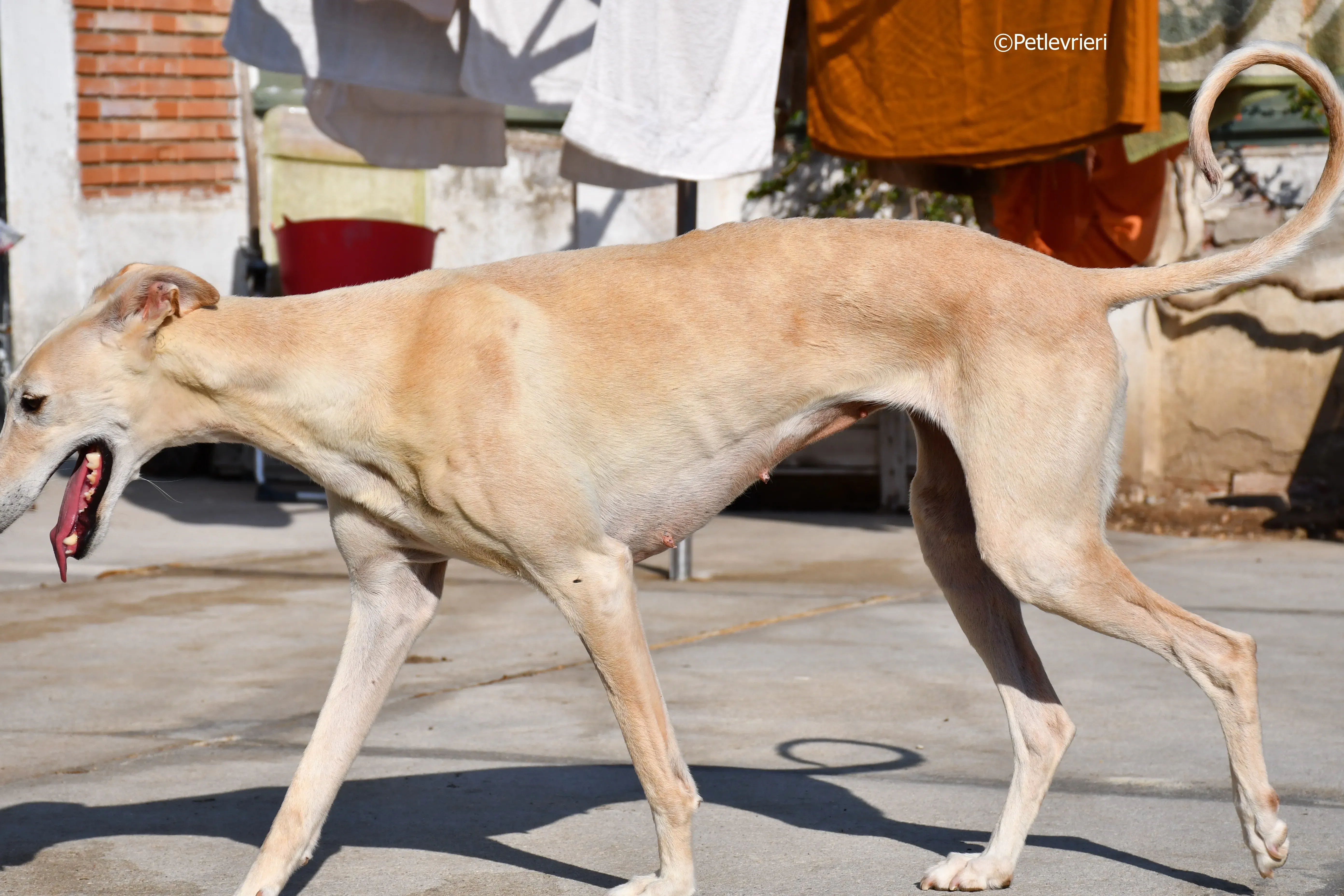 vanilla adozione levrieri galgo 11