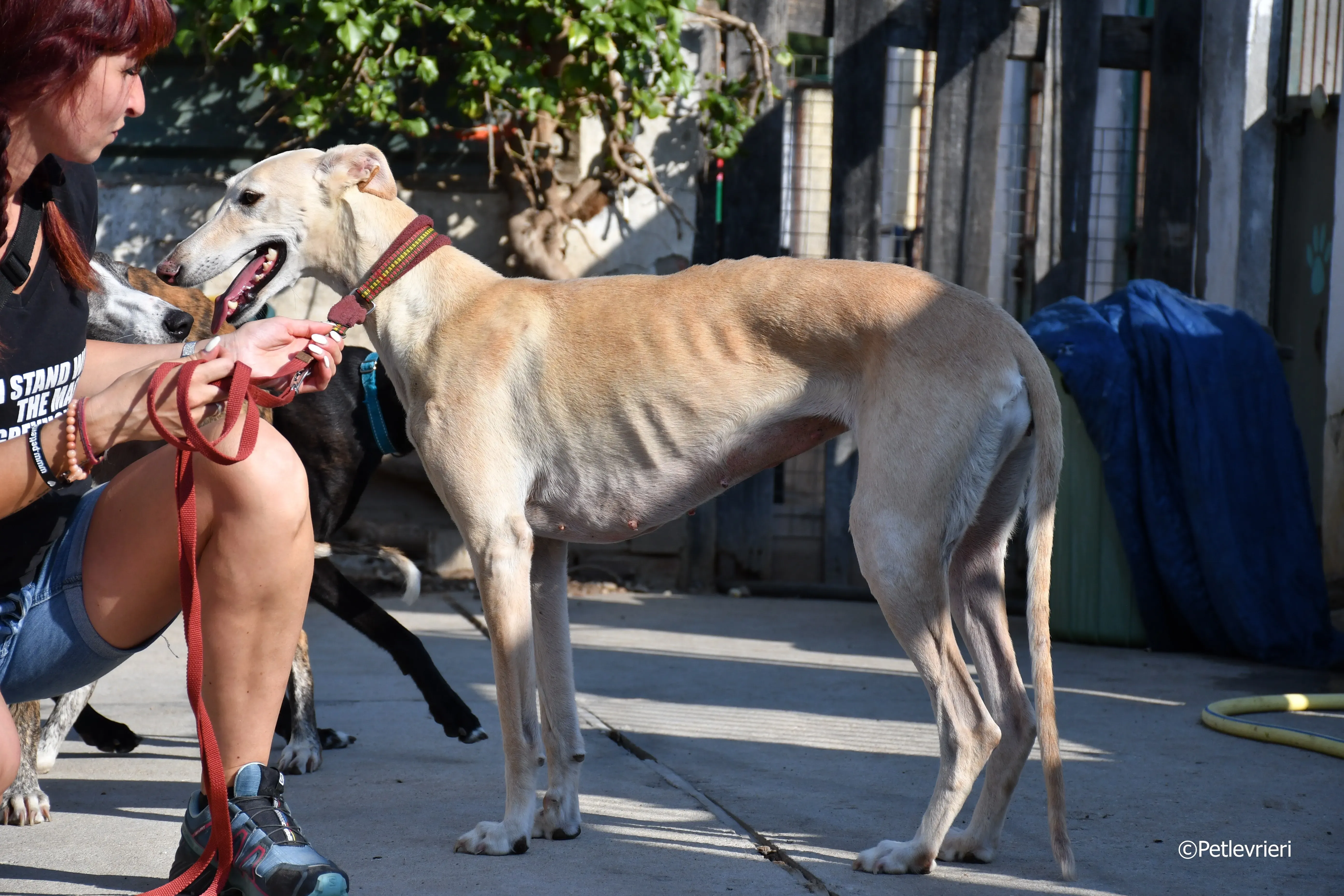 vanilla adozione levrieri galgo 12